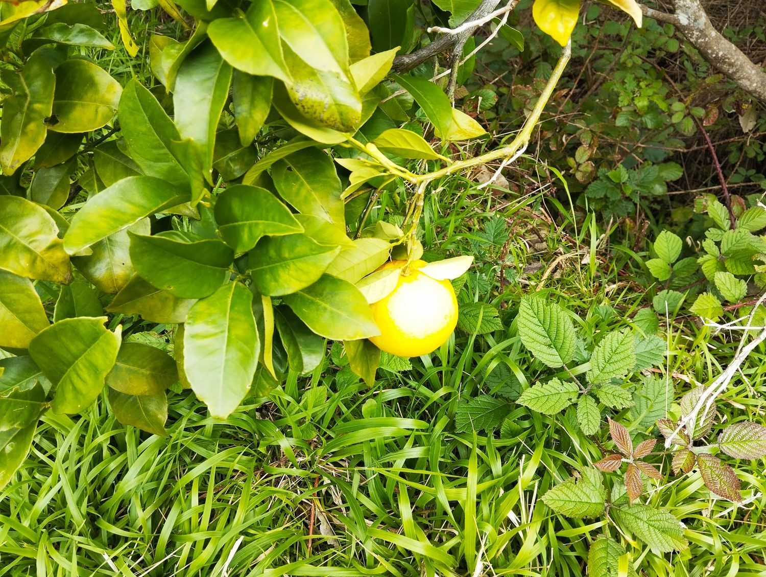 Pisos-Venta-Agulo-2172818-Foto-9