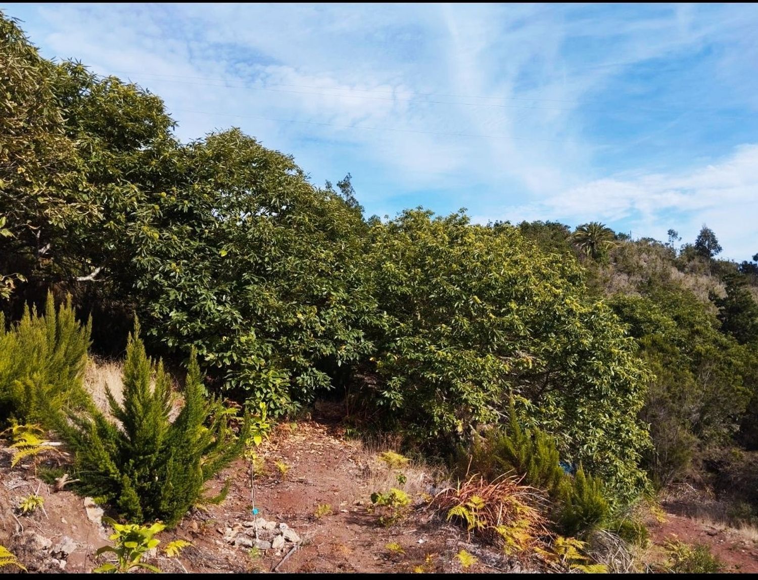 Pisos-Venta-Agulo-2172818-Foto-10