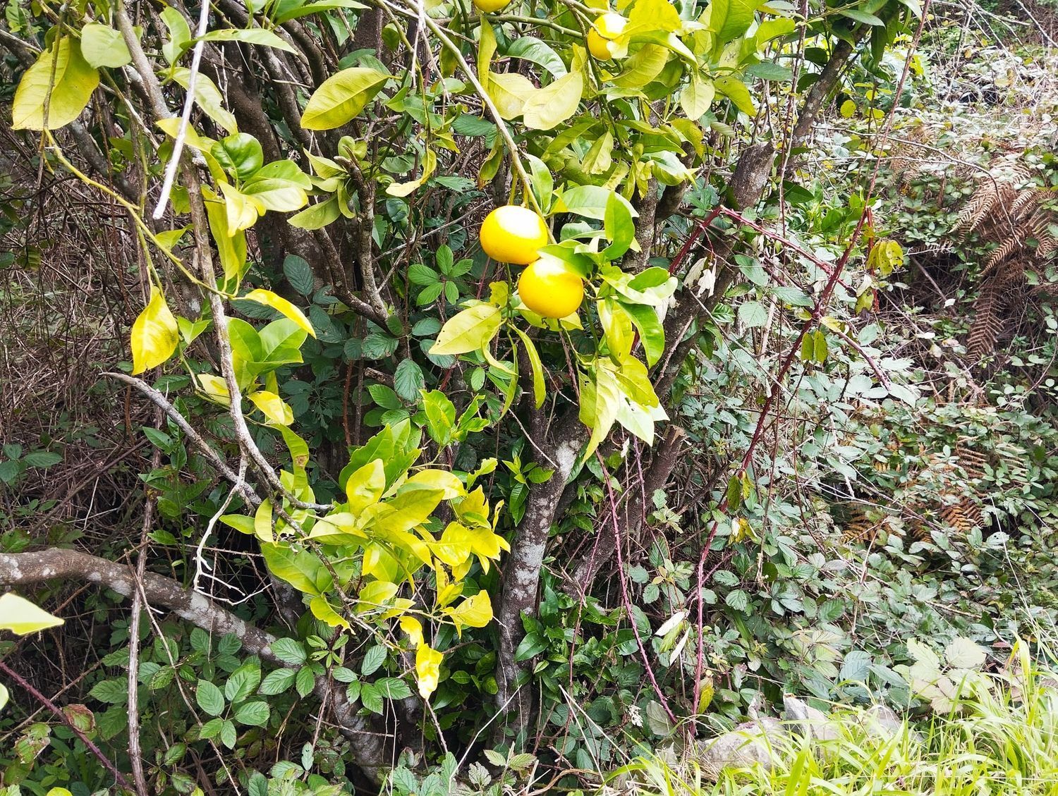 Pisos-Venta-Agulo-2172818-Foto-12