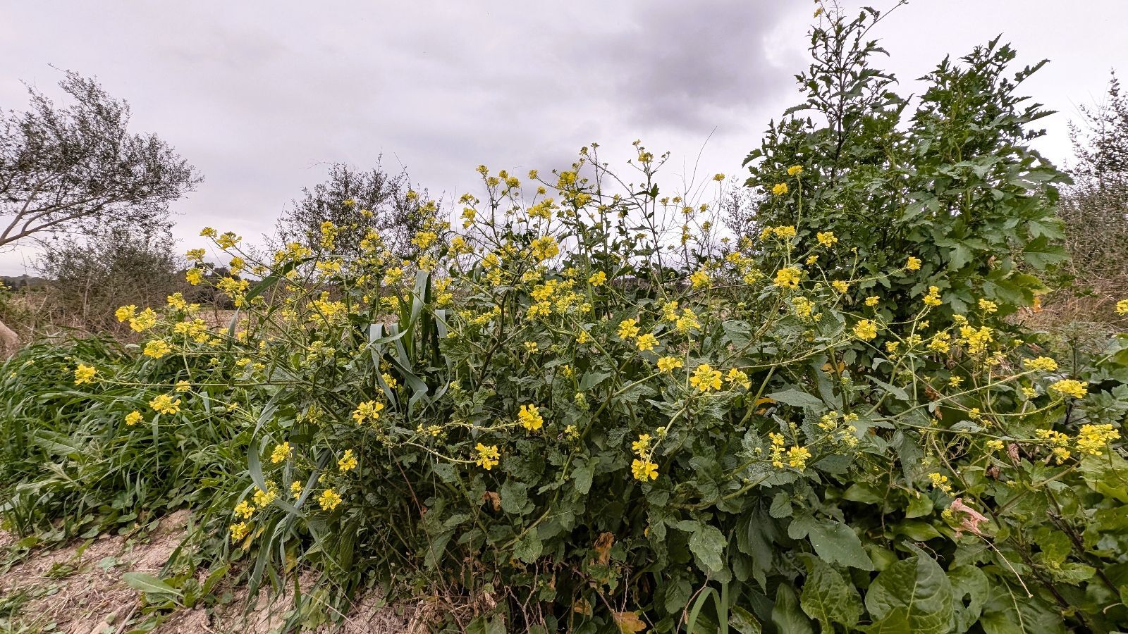 Fincas y solares-Venta-Muro de Alcoy-2092814-Foto-14