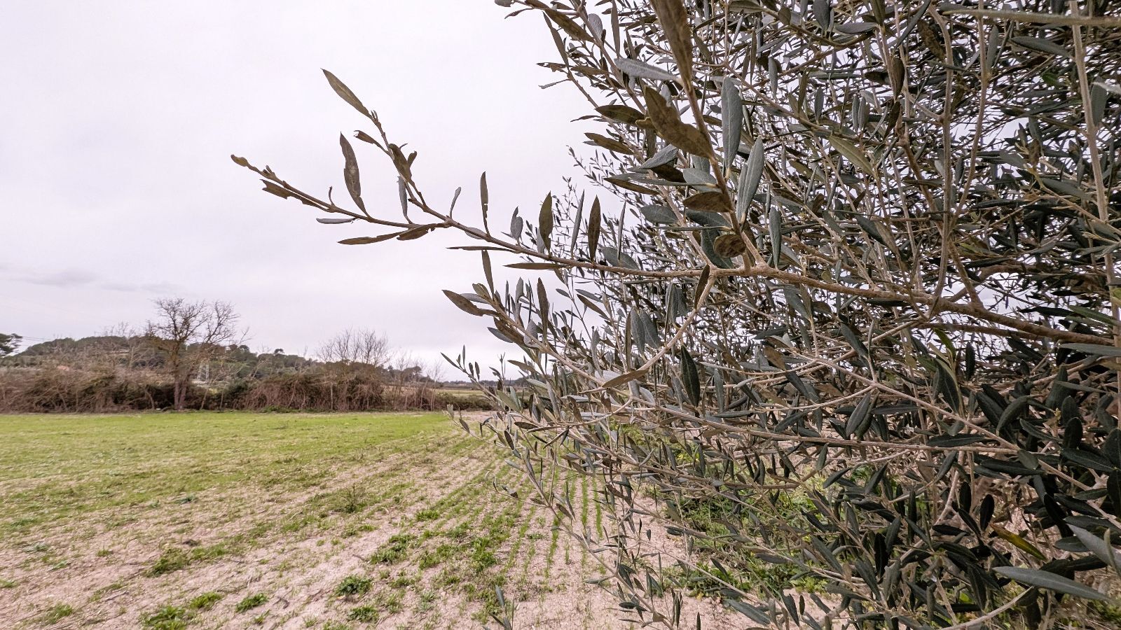 Fincas y solares-Venta-Muro de Alcoy-2092814-Foto-17