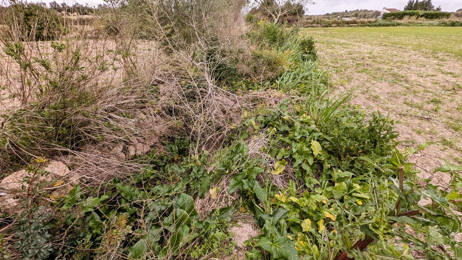 Fincas y solares-Venta-Muro de Alcoy-2092814-Foto-19