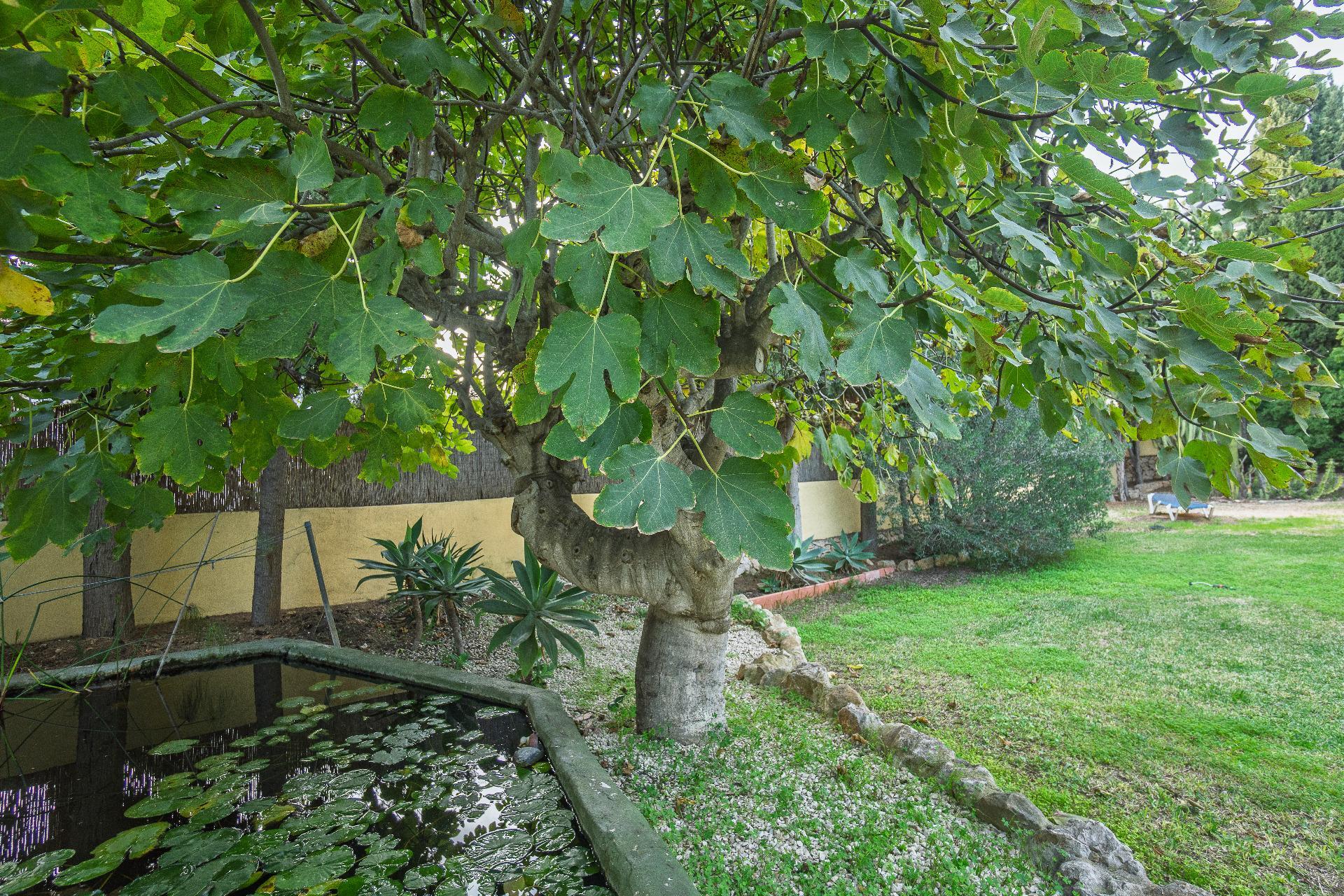 Casas o chalets-Venta-Benissa-1994570-Foto-68