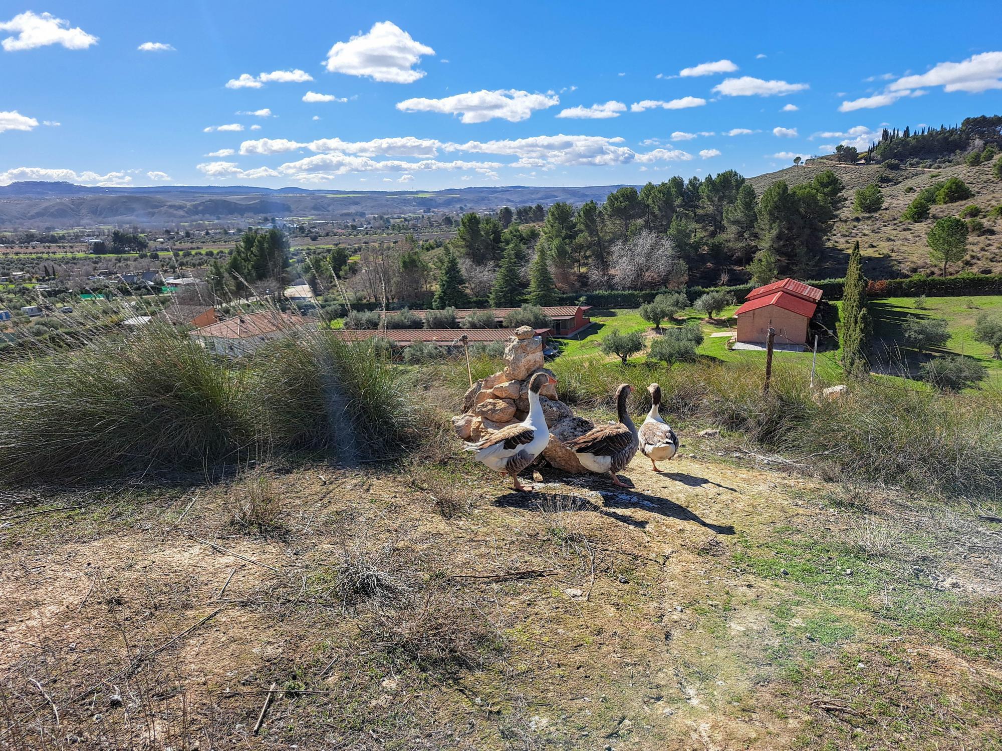 Casas o chalets-Venta-ChinchÃ³n-2173641-Foto-34