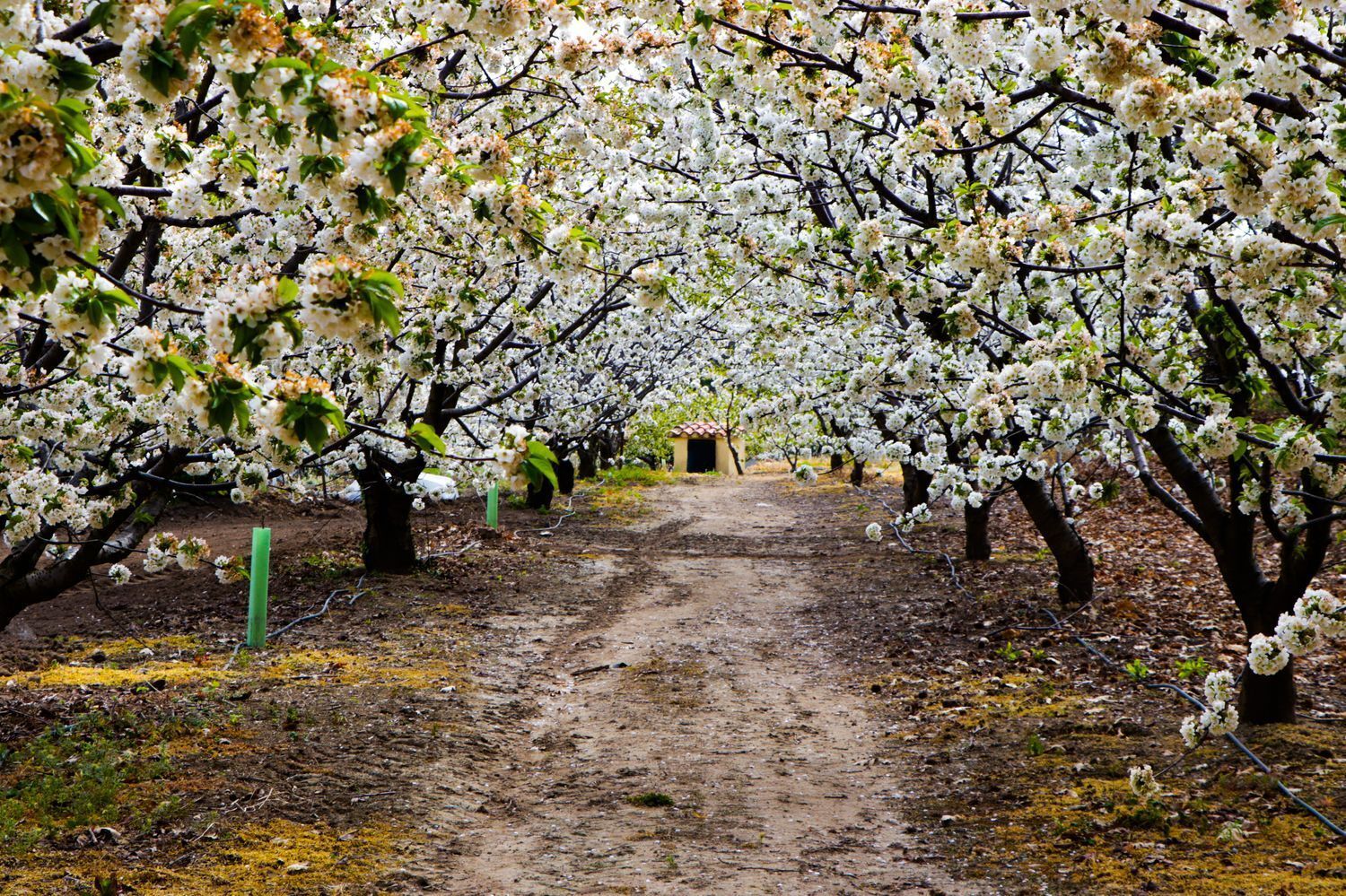 Pisos-Venta-Jarandilla de la Vera-1021033-Foto-14