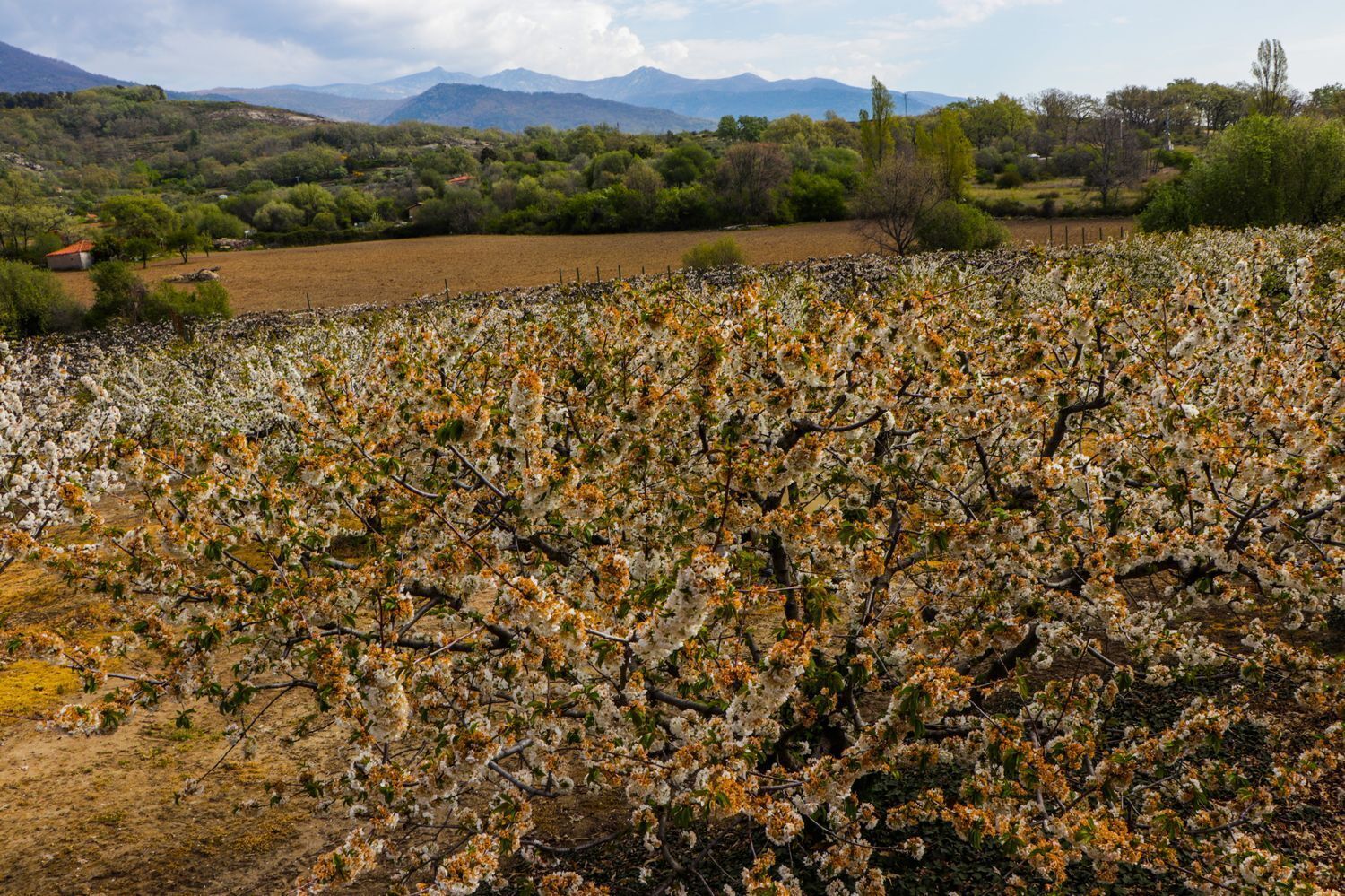 Pisos-Venta-Jarandilla de la Vera-1021033-Foto-31