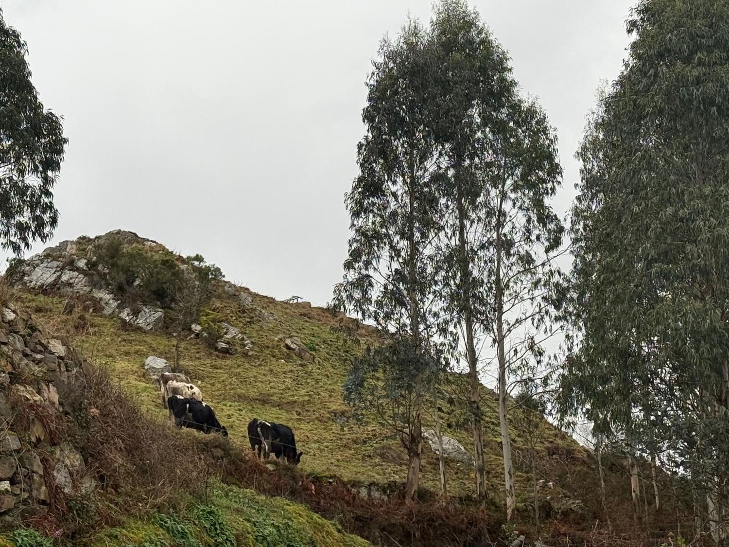 Casas o chalets-Venta-ValdÃ©s-2092385-Foto-19