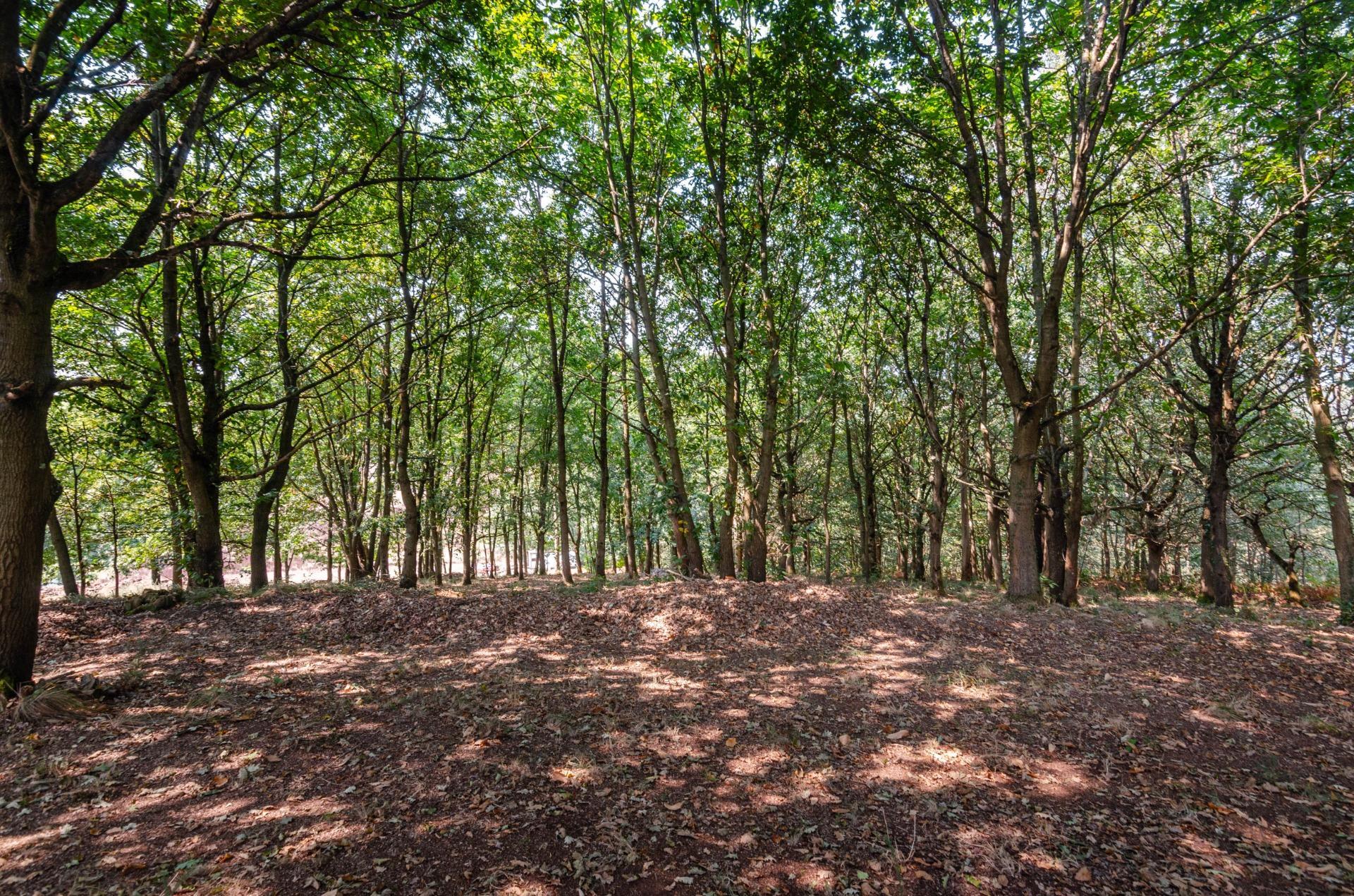 Finca edificable con castaños y robles en Las Regueras ( a 10´de Oviedo).