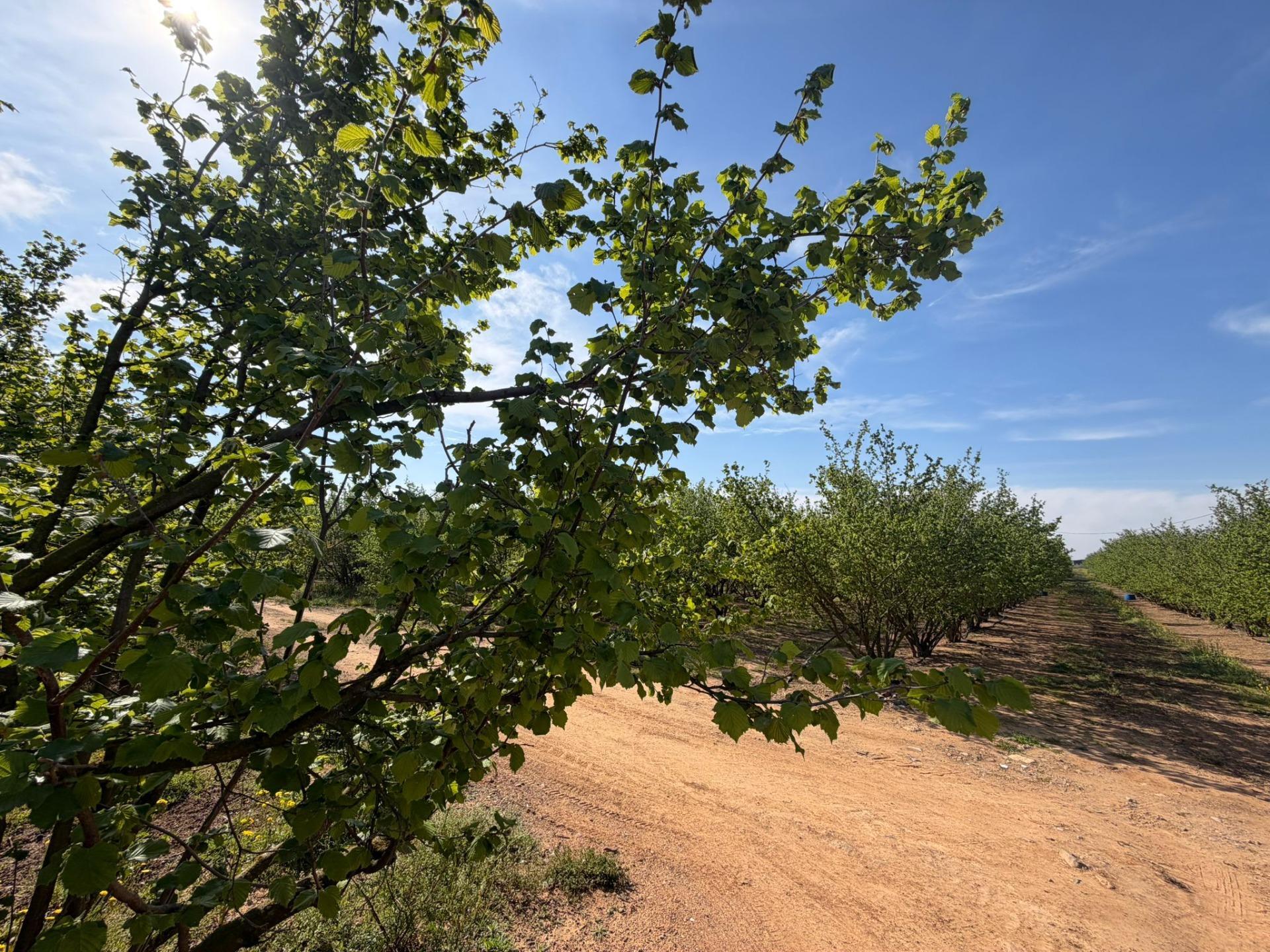 La Selva del Camp, Tarragona