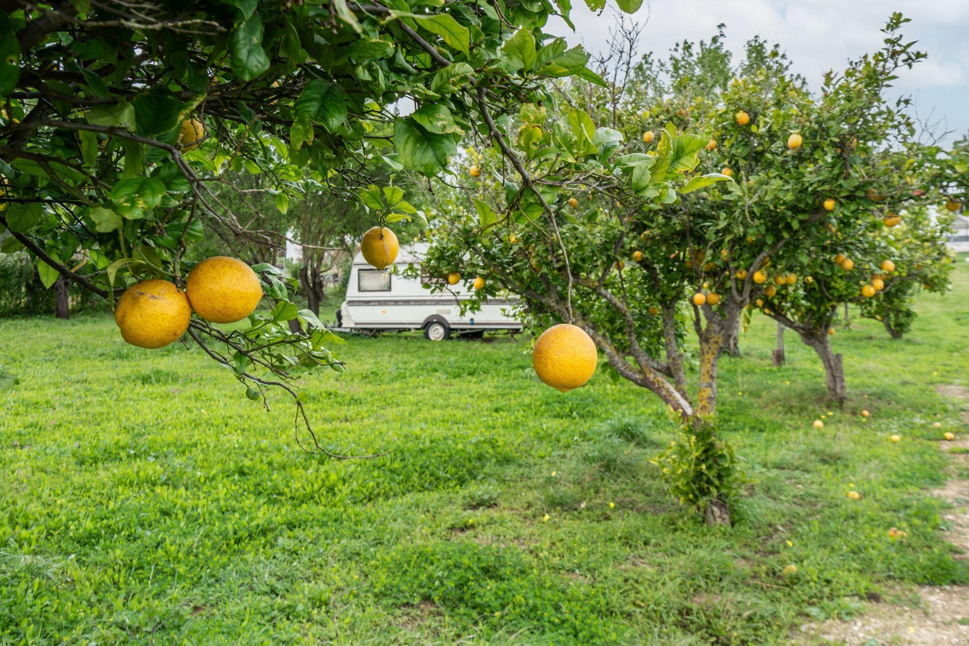 Casas o chalets-Venta-Chiclana de la Frontera-1684801-Foto-20