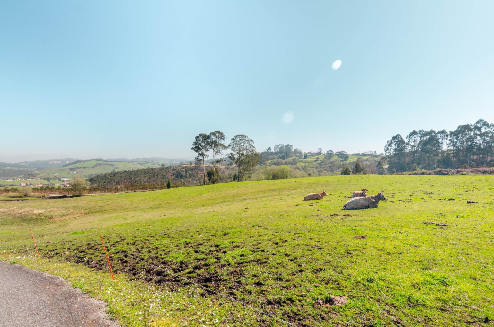 Casas o chalets-Venta-Llanera-2200723-Foto-26