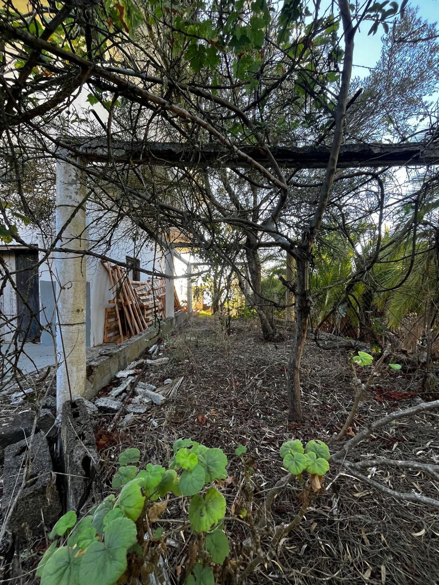 Casas o chalets-Venta-Santa BrÃ­gida-2201278-Foto-28