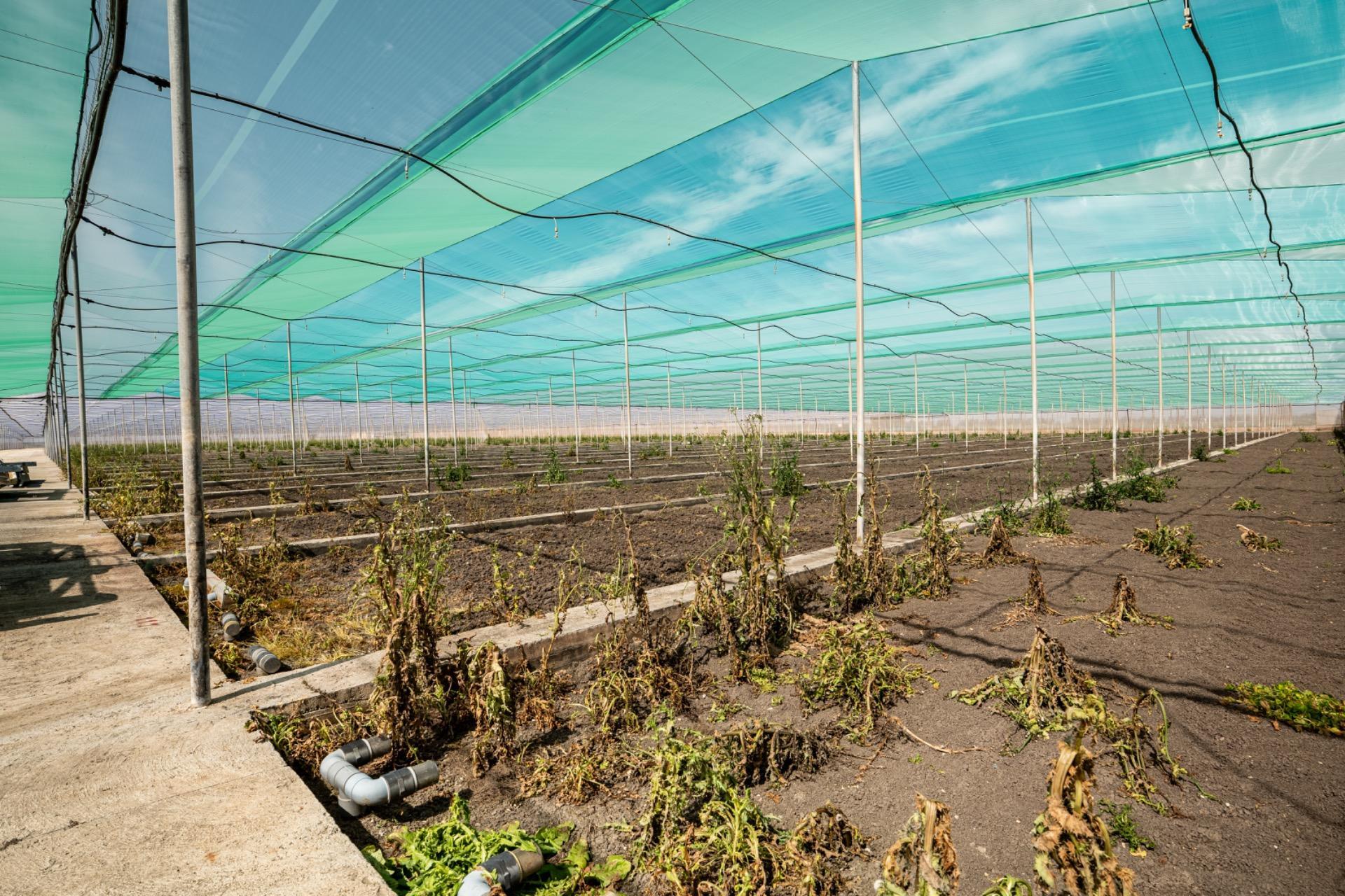 Fincas y solares-Venta-Utrera-2201305