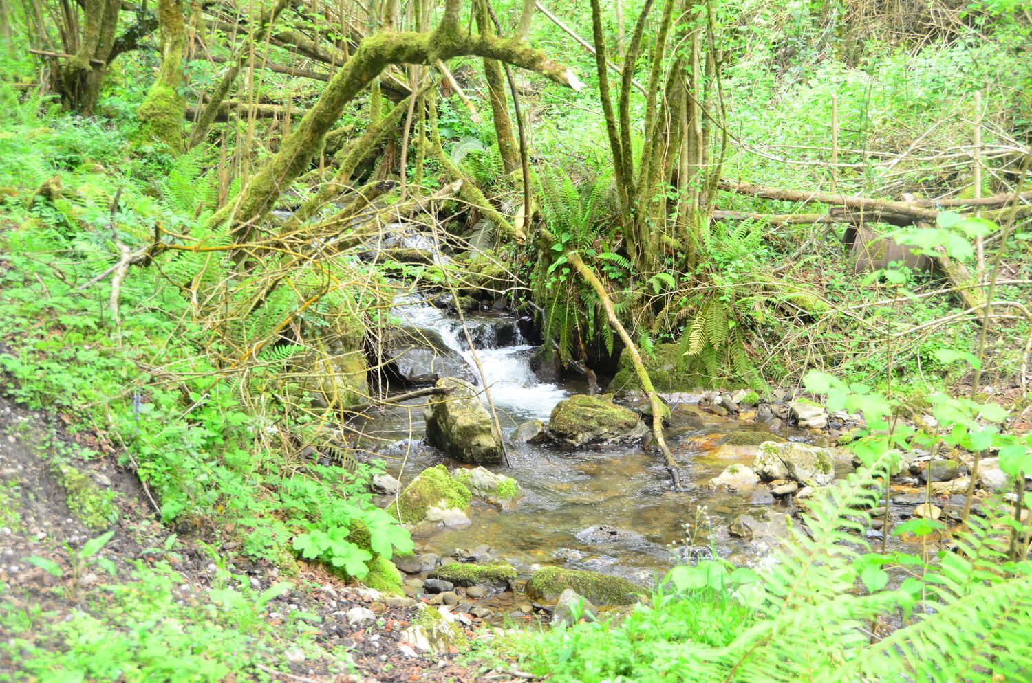 Casas o chalets-Venta-PiloÃ±a-1723336-Foto-36