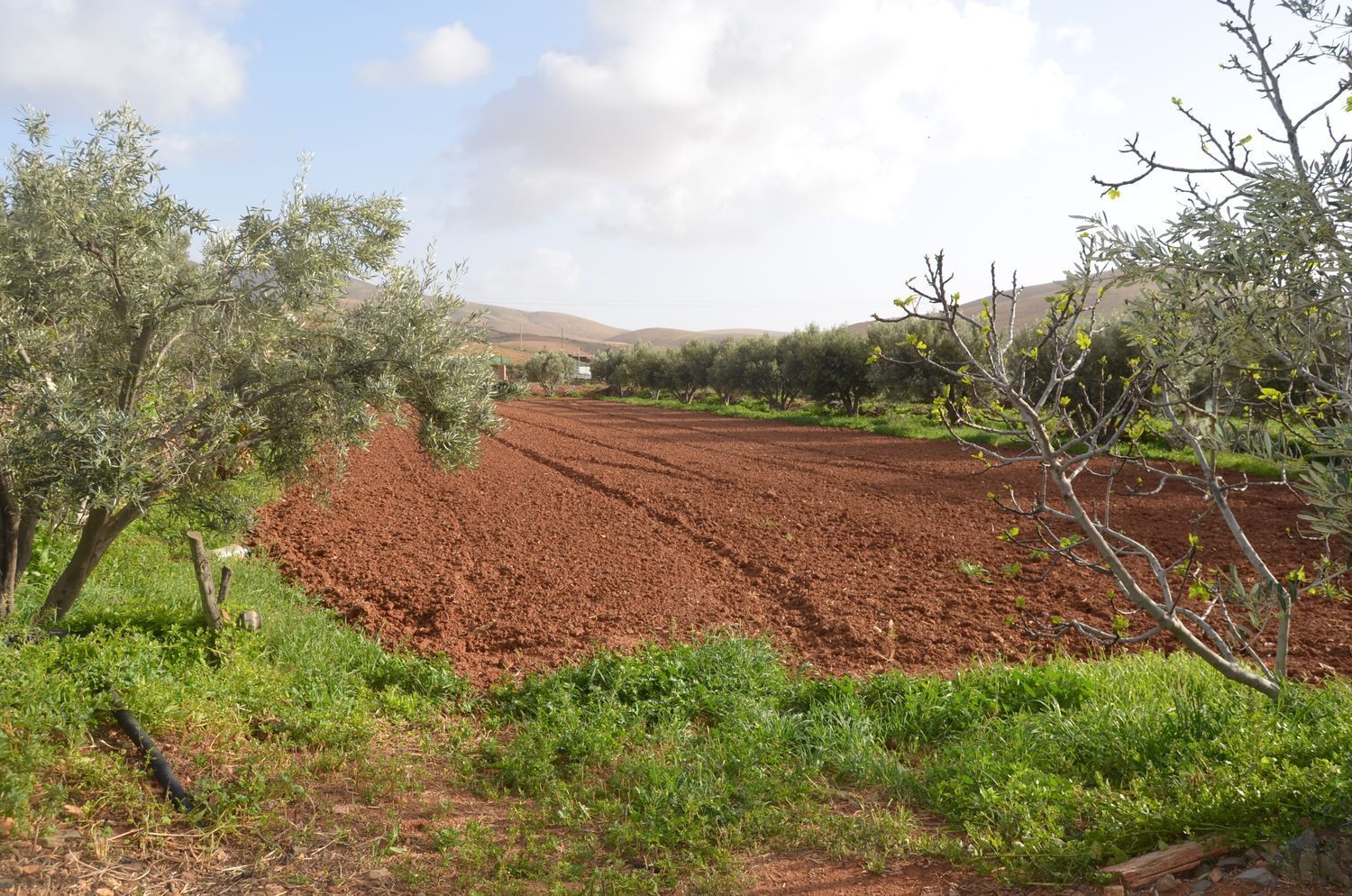 Casas o chalets-Venta-PÃ¡jara-2201777-Foto-9