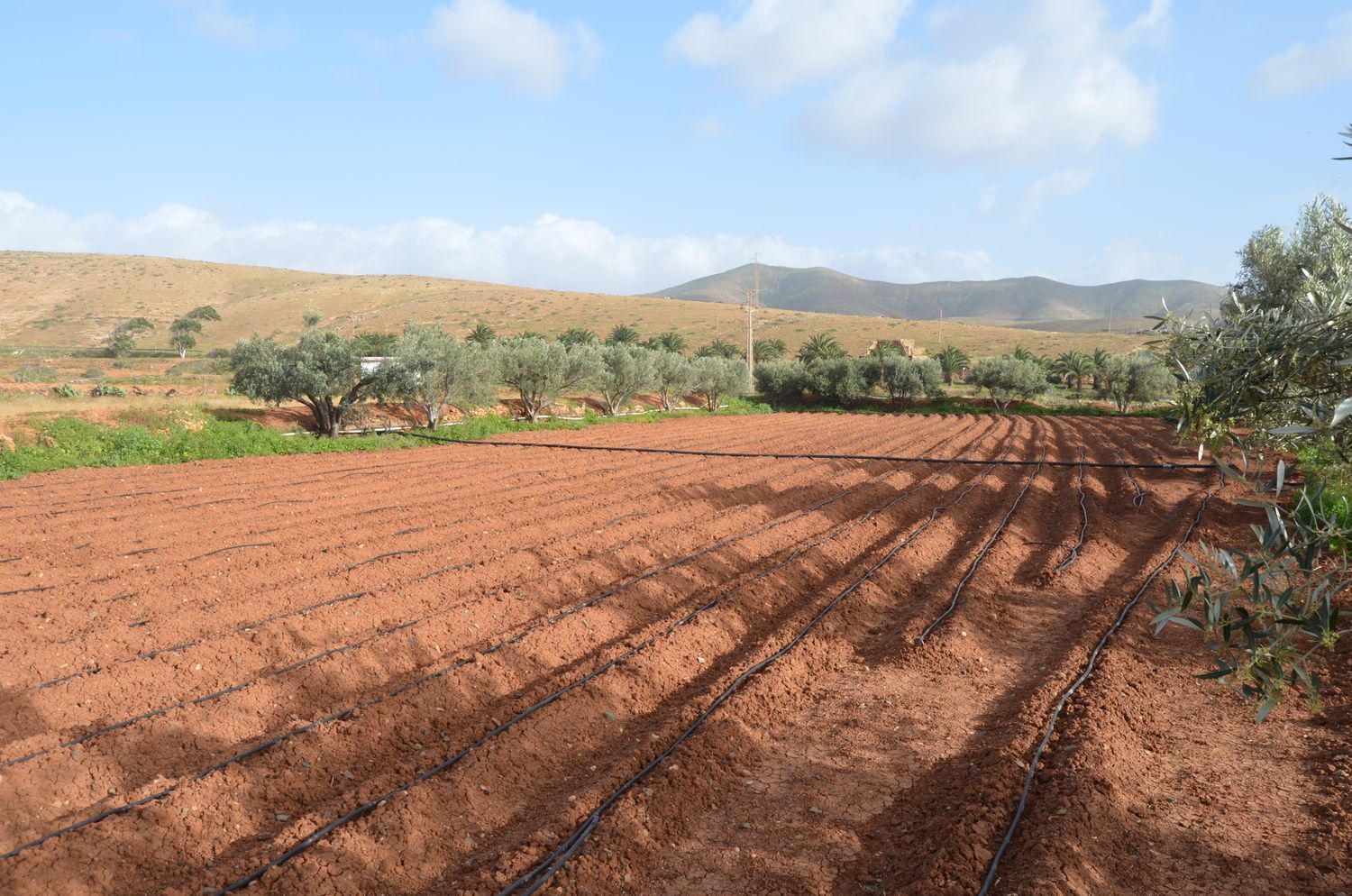 Casas o chalets-Venta-PÃ¡jara-2201777-Foto-10