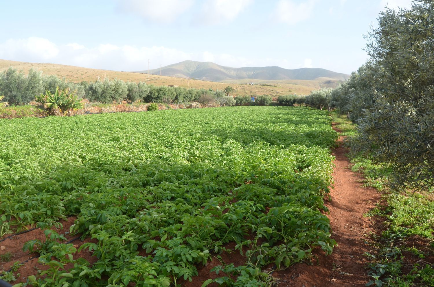 Casas o chalets-Venta-PÃ¡jara-2201777-Foto-11