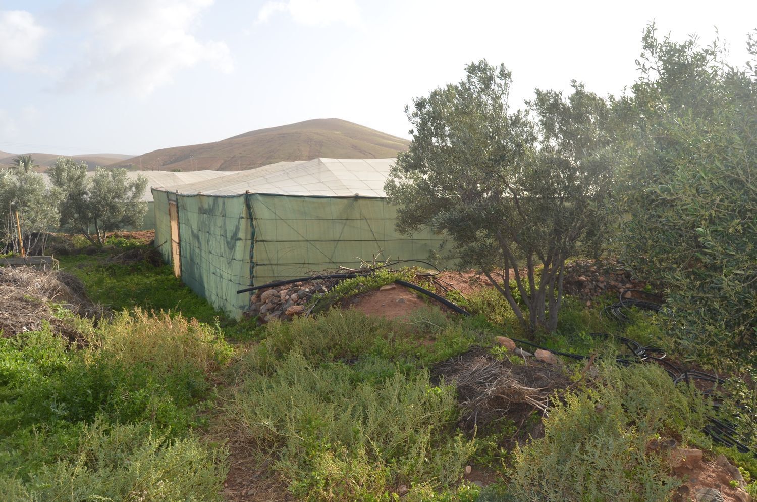 Casas o chalets-Venta-PÃ¡jara-2201777-Foto-13