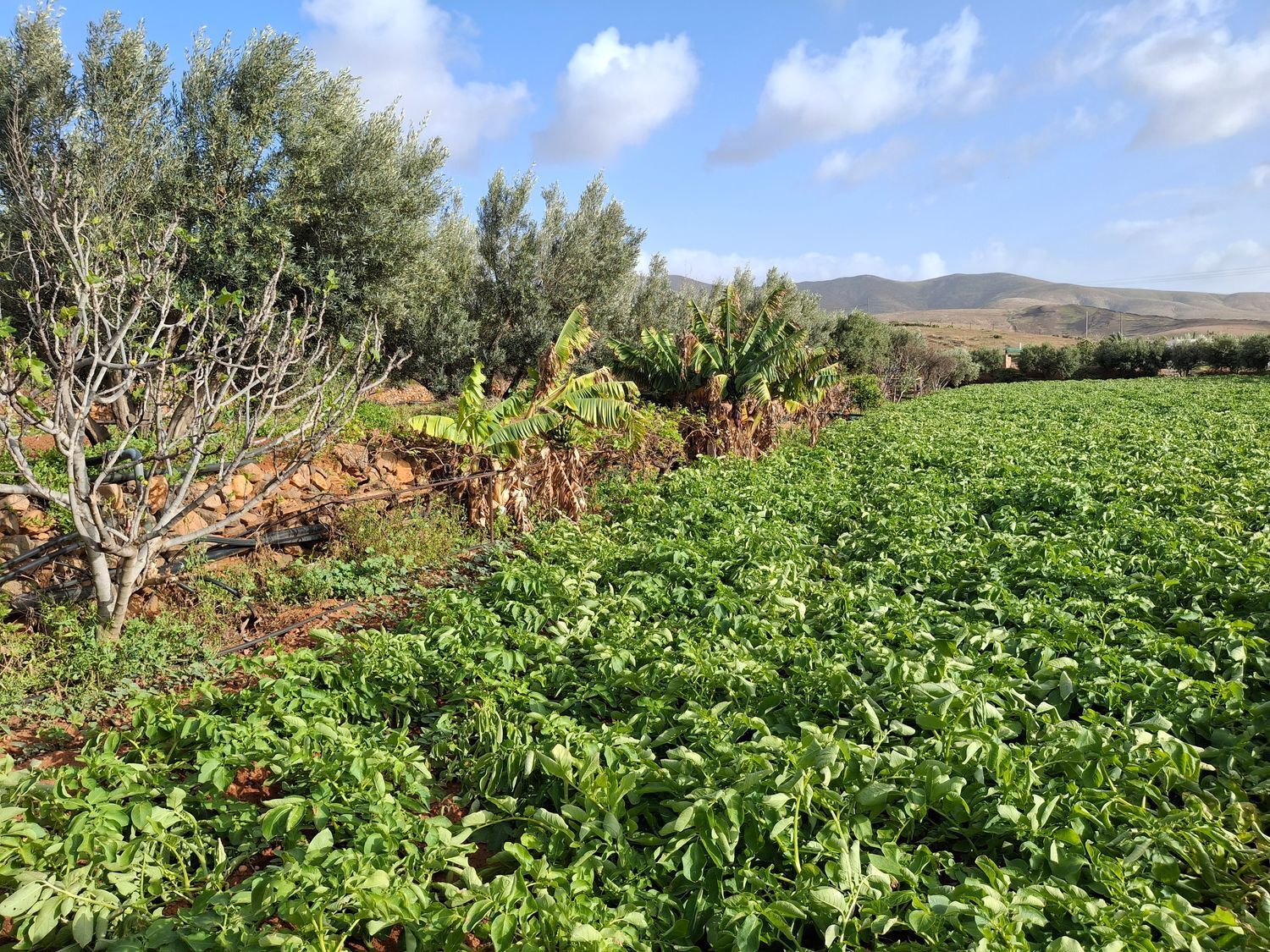 Casas o chalets-Venta-PÃ¡jara-2201777-Foto-14