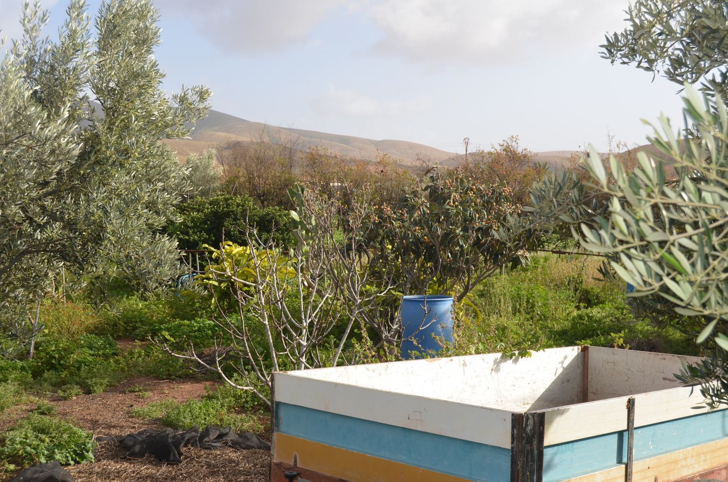 Casas o chalets-Venta-PÃ¡jara-2201777-Foto-15