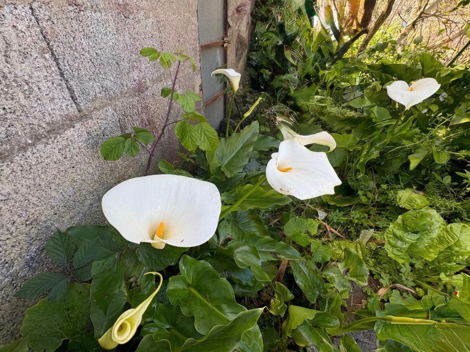 Casas o chalets-Venta-Teror-2201780-Foto-15