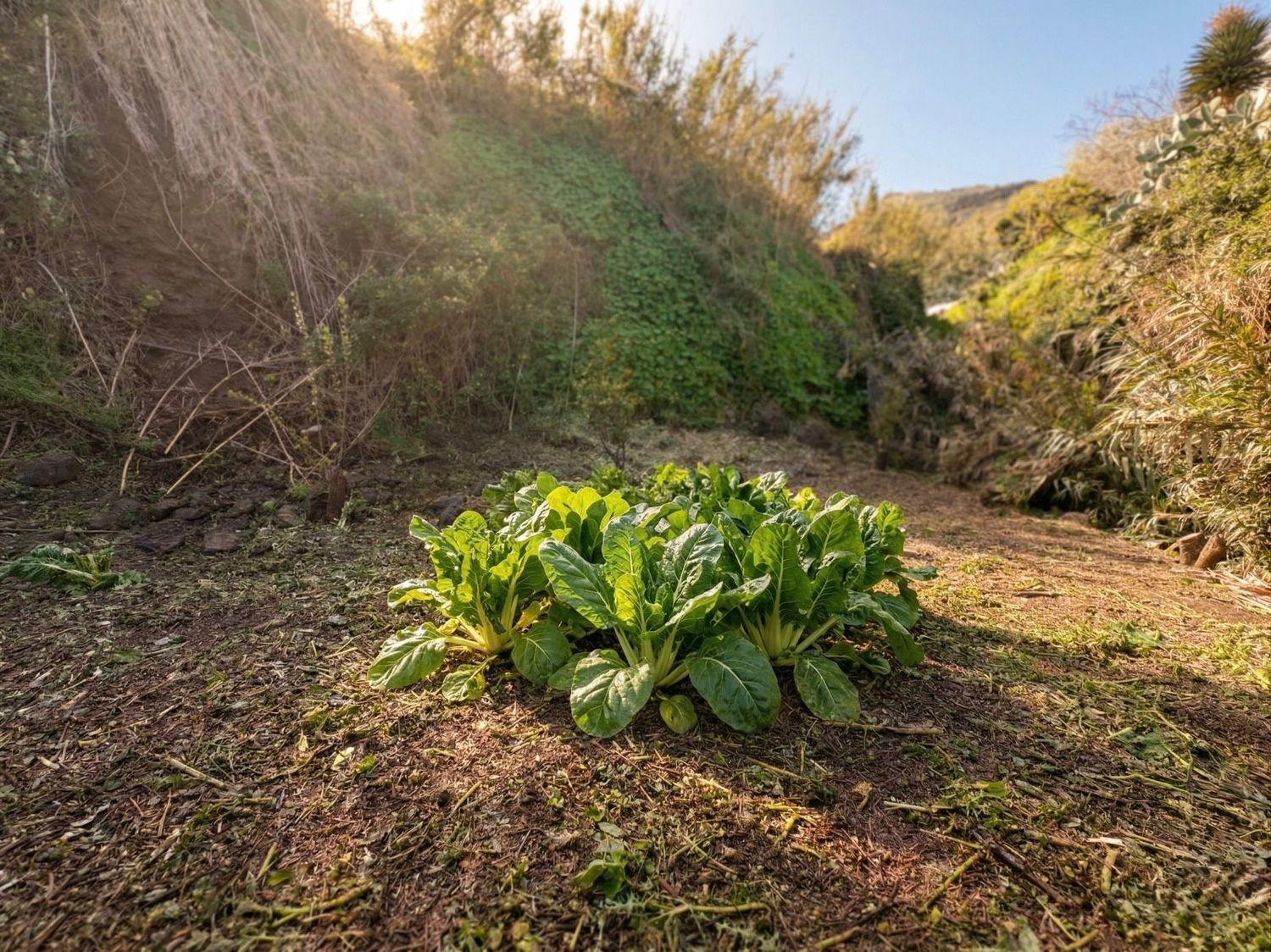 Casas o chalets-Venta-Teror-2201780-Foto-27