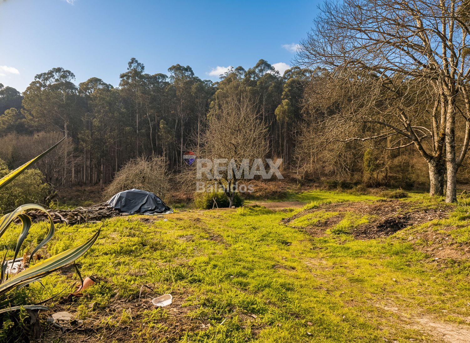 Fincas y solares-Venta-TomiÃ±o-2201786-Foto-19