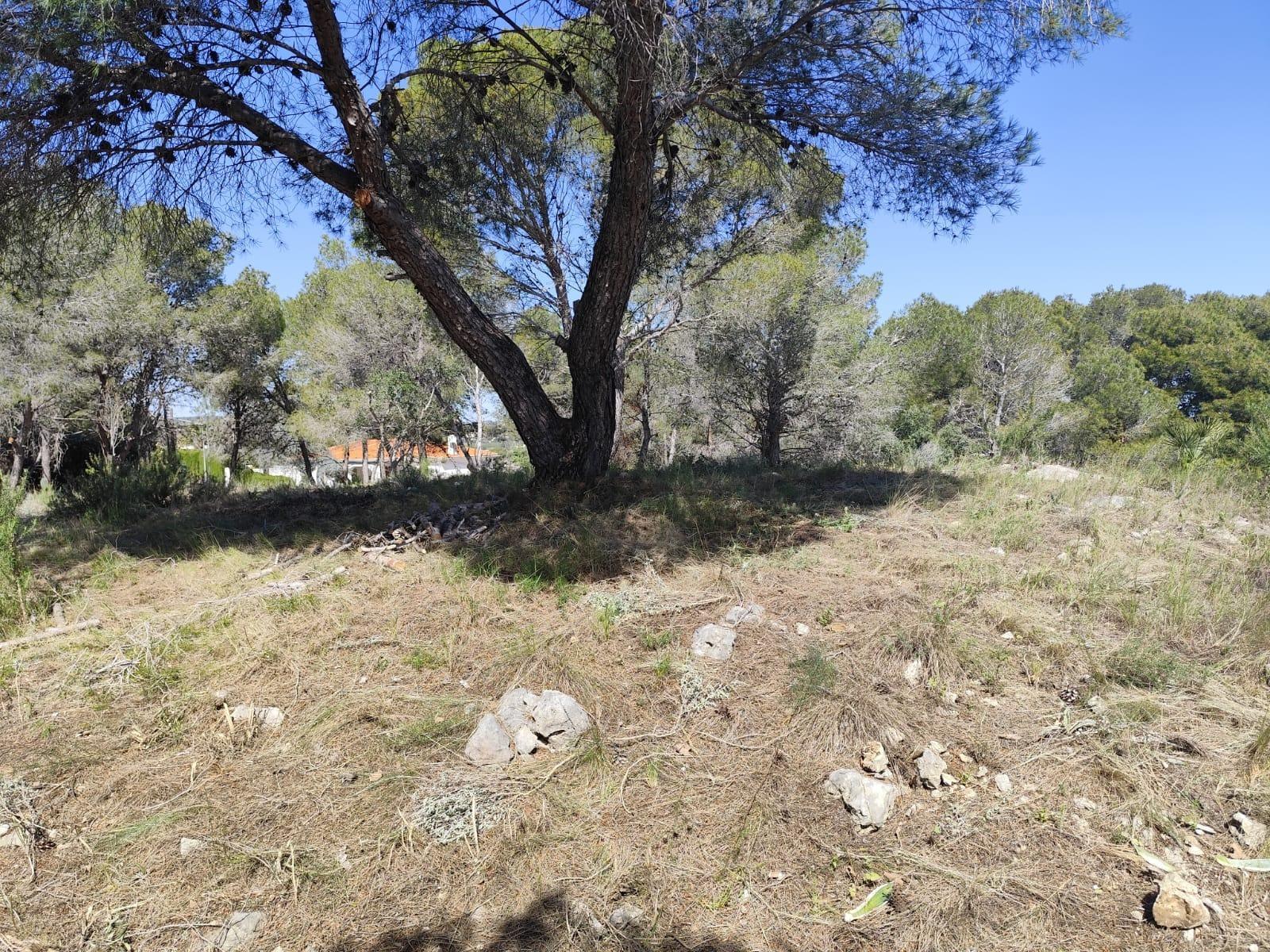 Fincas y solares-Venta-Picassent-2114534-Foto-6