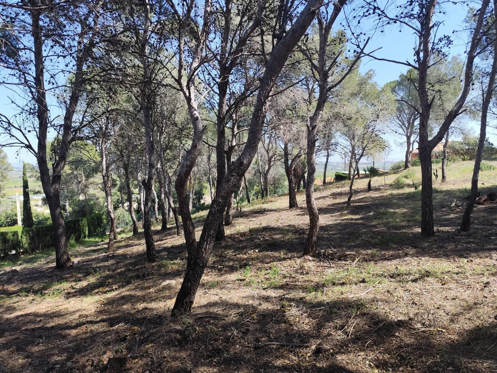 Fincas y solares-Venta-Picassent-2114534-Foto-18