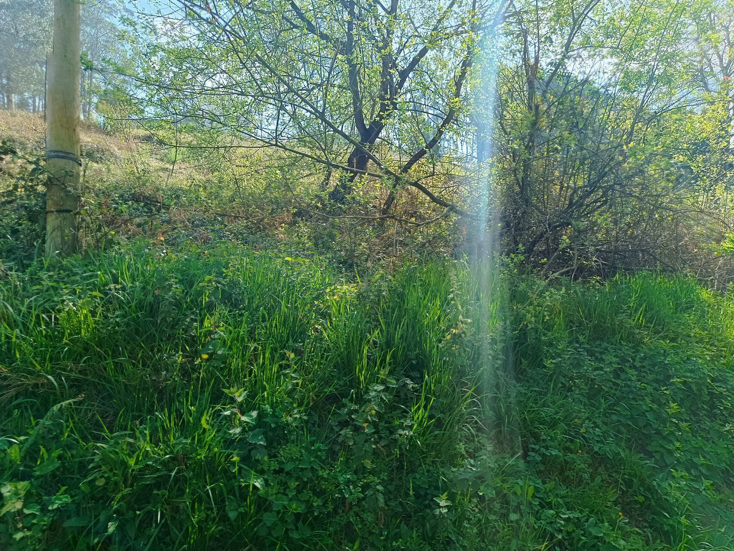 Fincas y solares-Venta-Oviedo-2202536-Foto-15