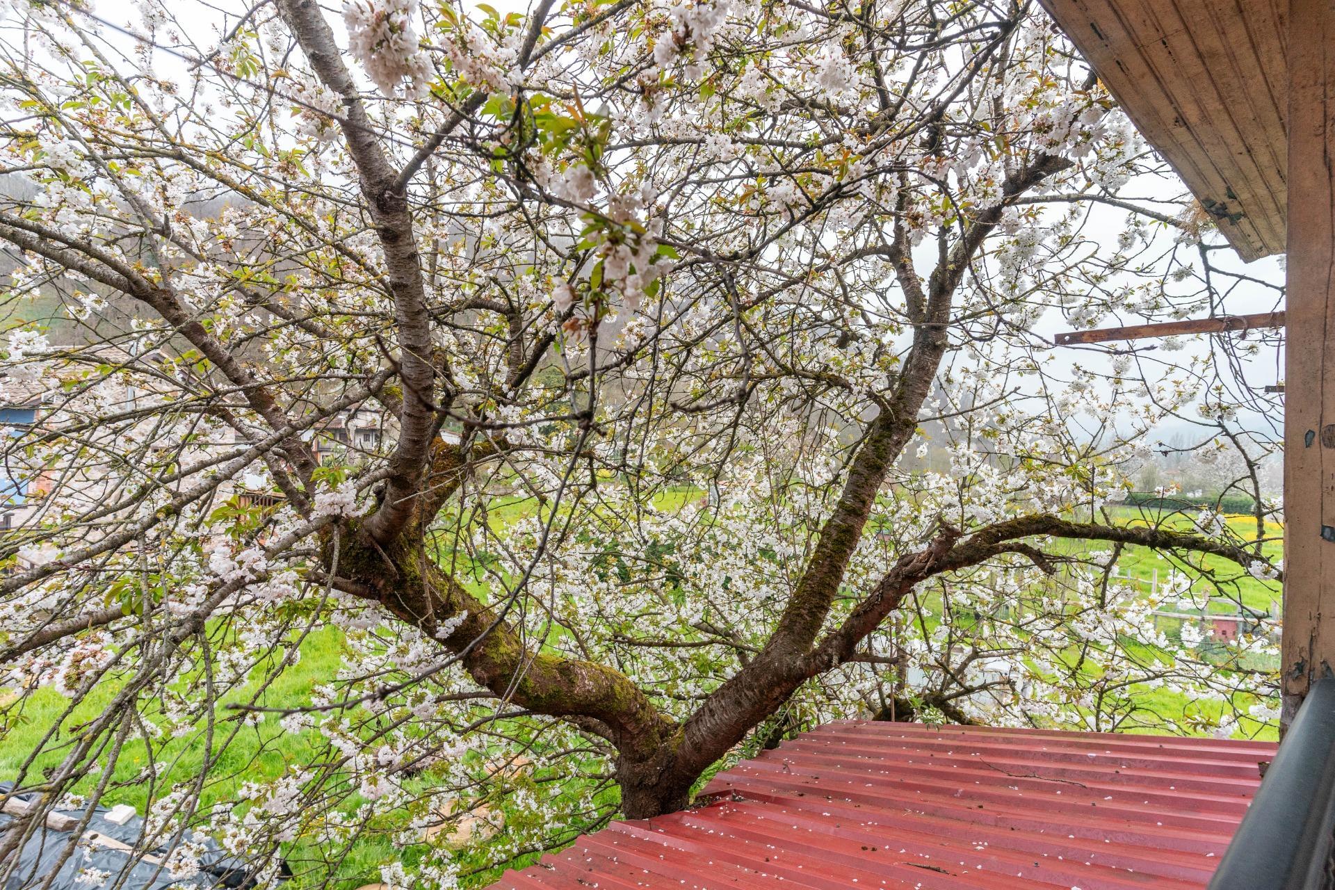 Casas o chalets-Venta-Laviana-2207128-Foto-54