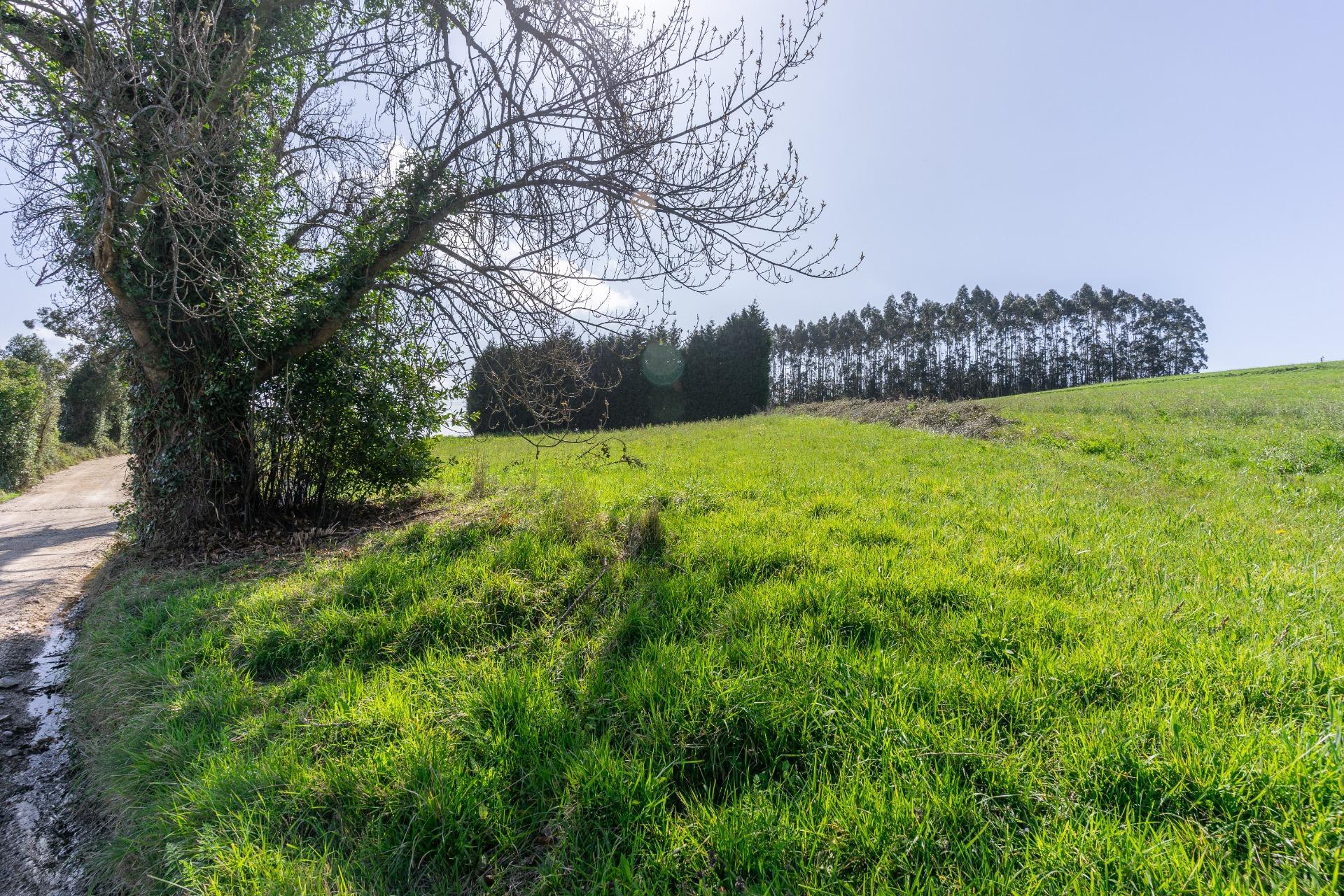 Fincas y solares-Venta-GijÃ³n-2207731-Foto-25