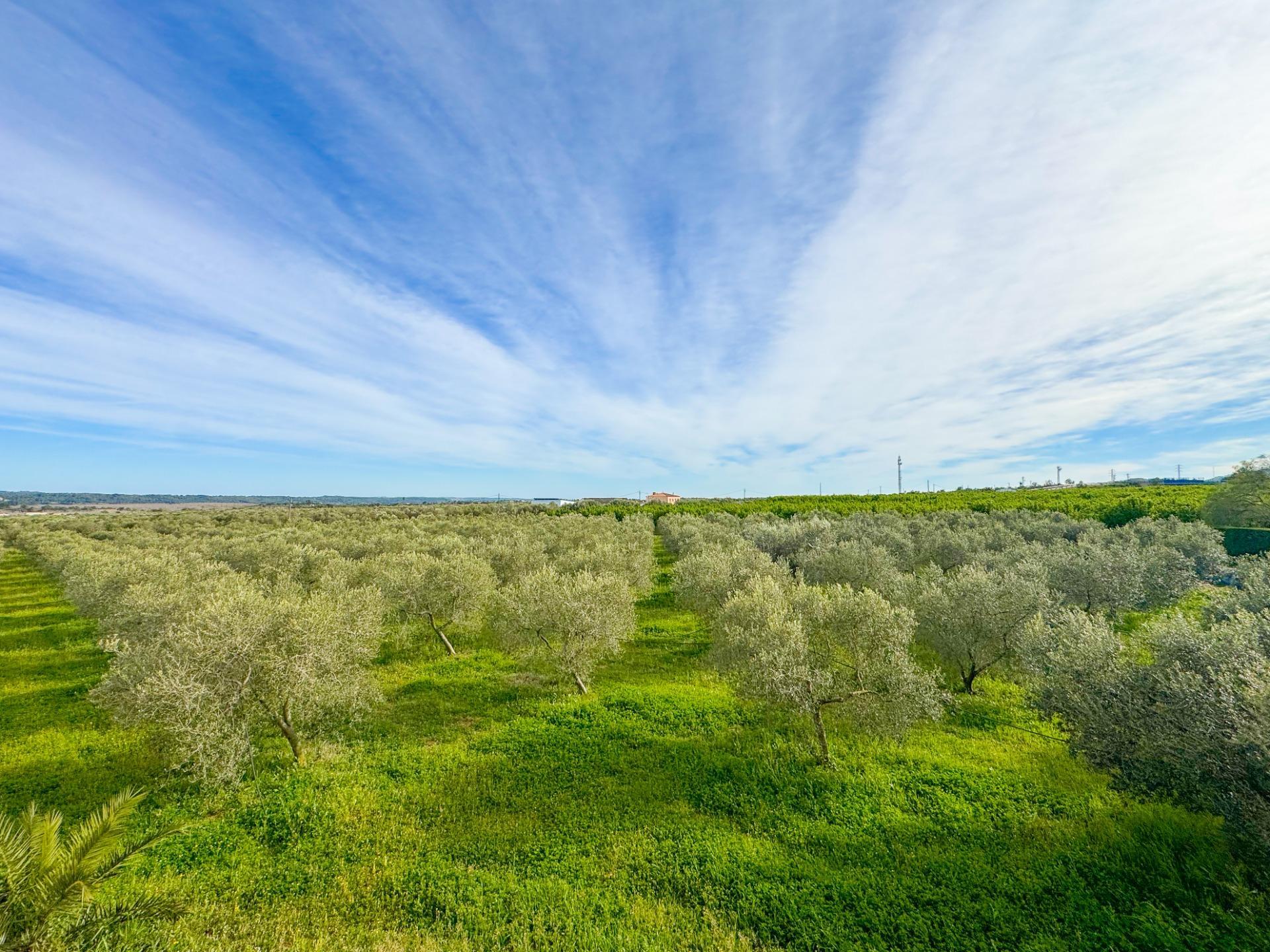 Casas o chalets-Venta-Alcover-2207749-Foto-89