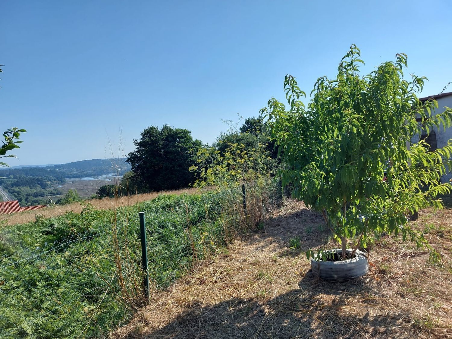 Fincas y solares-Venta-Betanzos-2208817-Foto-3