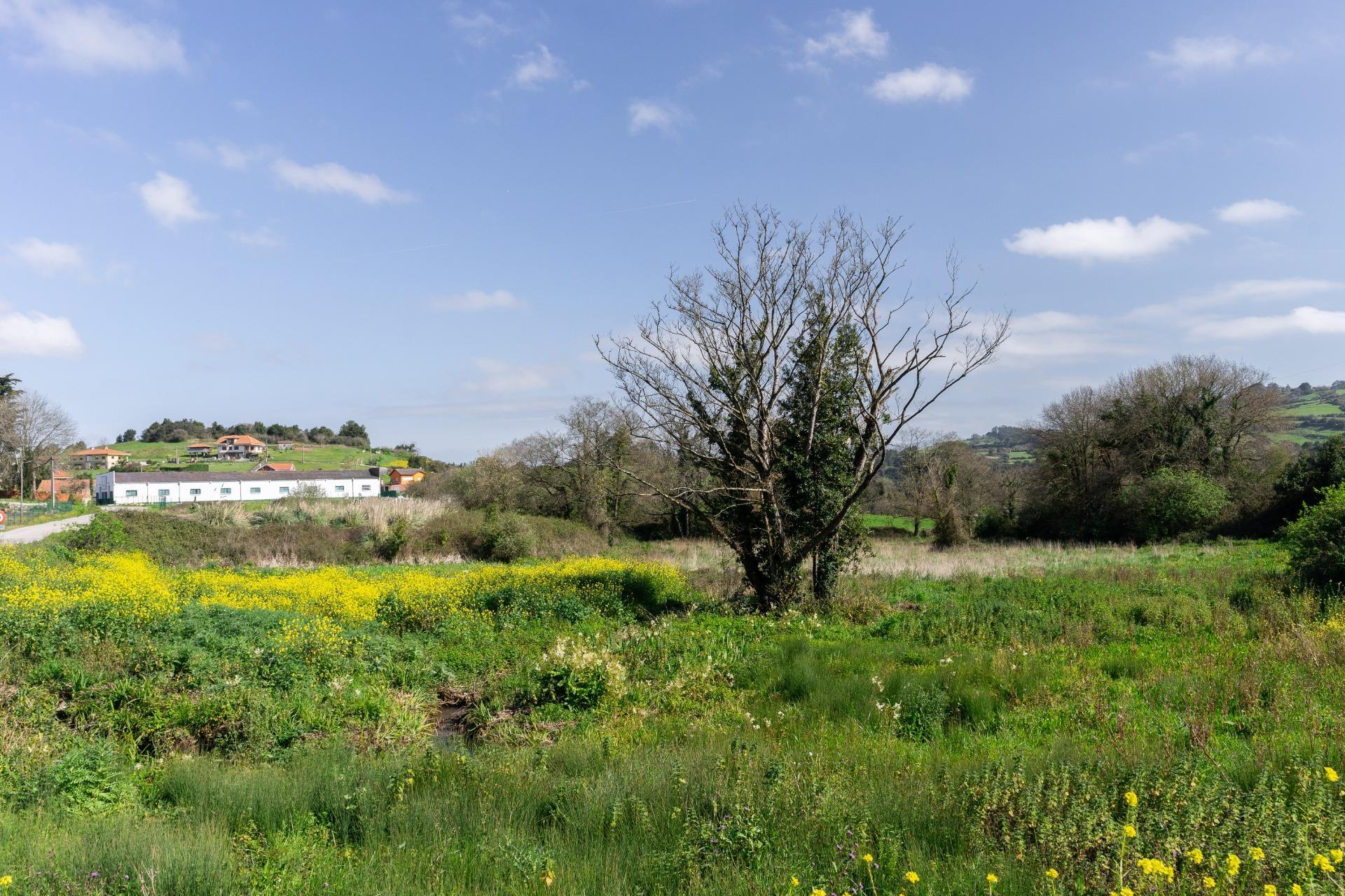 Fincas y solares-Venta-GijÃ³n-2208868-Foto-12