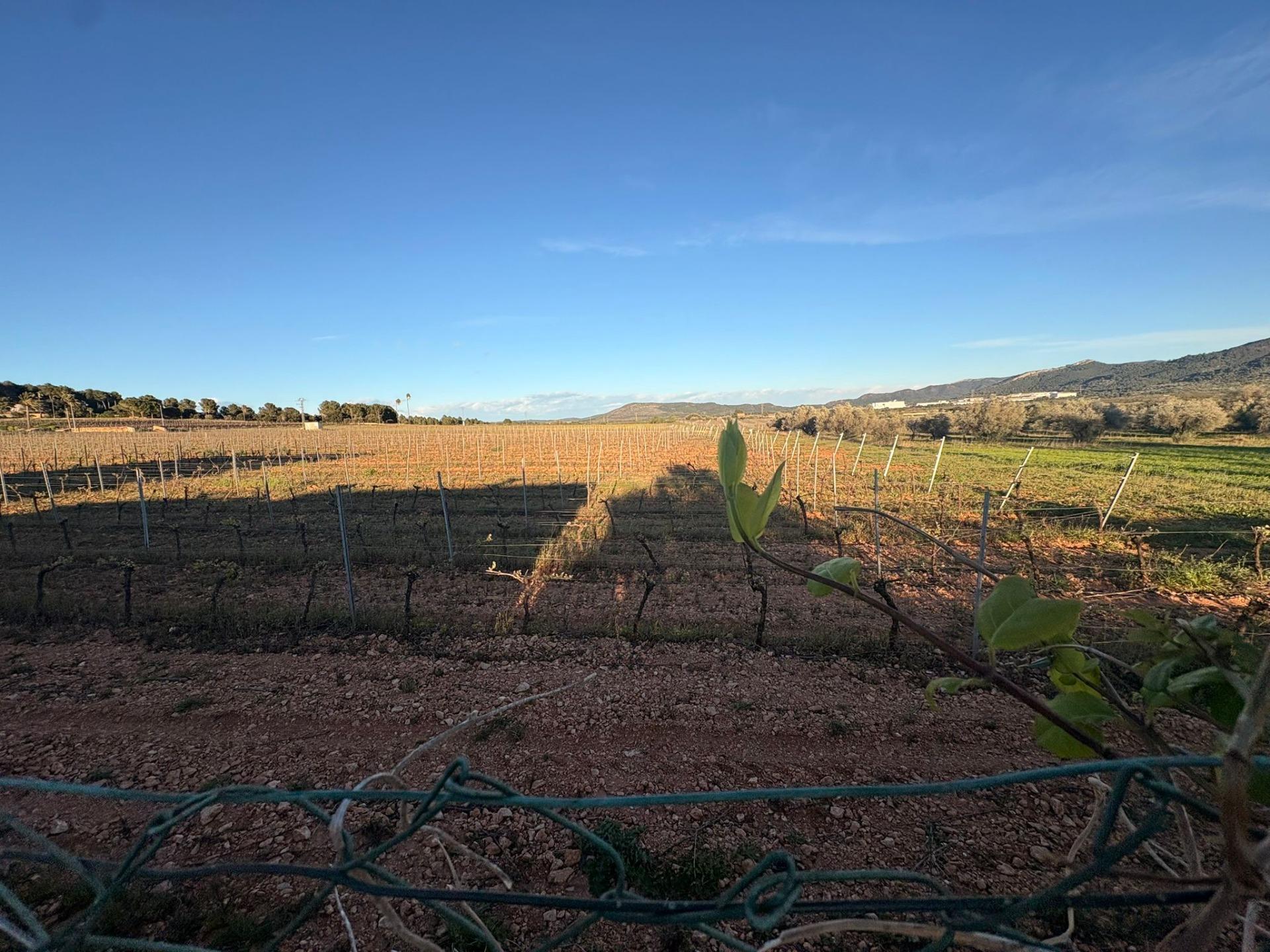 Casas o chalets-Venta-VilafamÃ©s-2208874-Foto-17