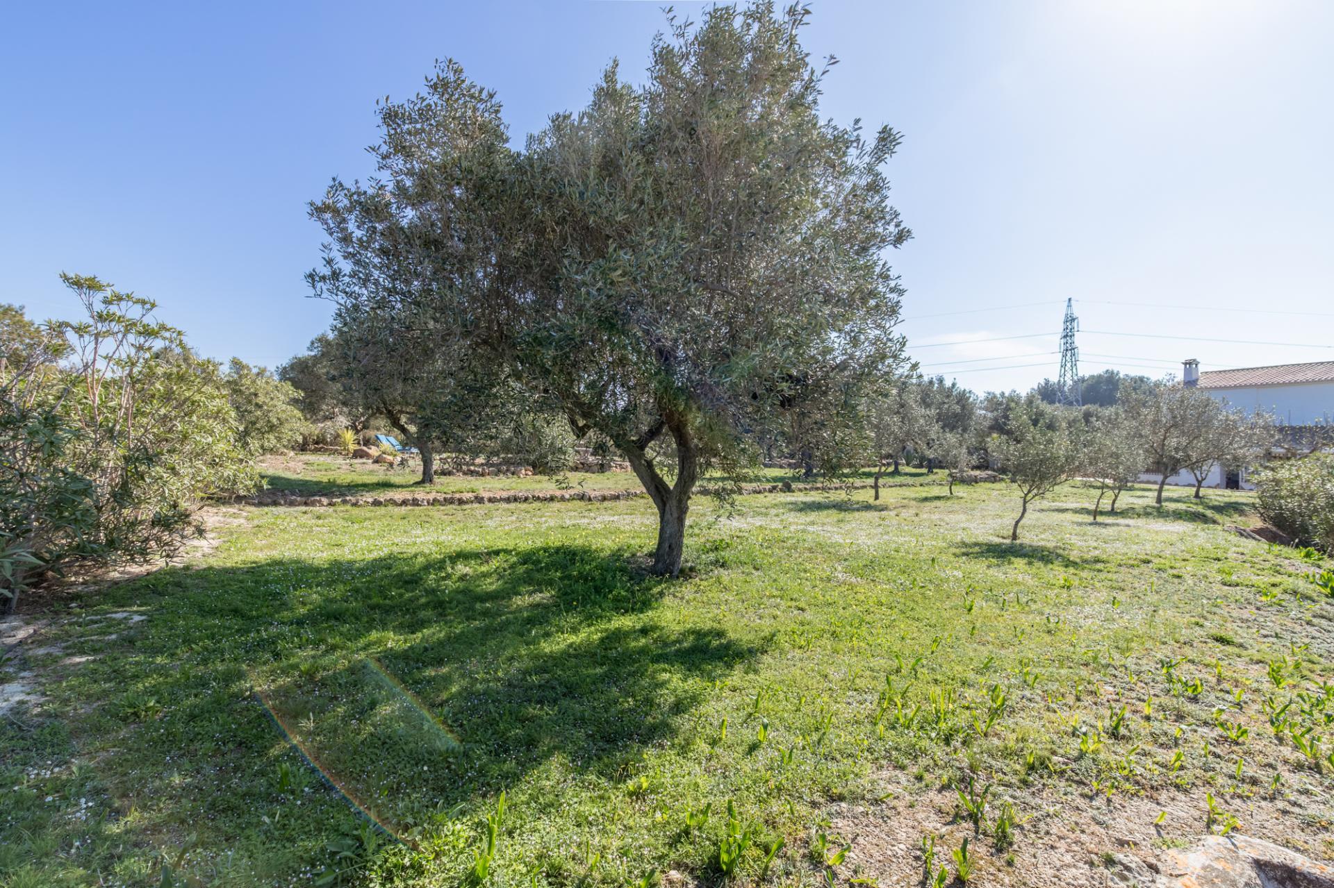 Encantadora Finca de 4 Dormitorios en Venta en Teulada