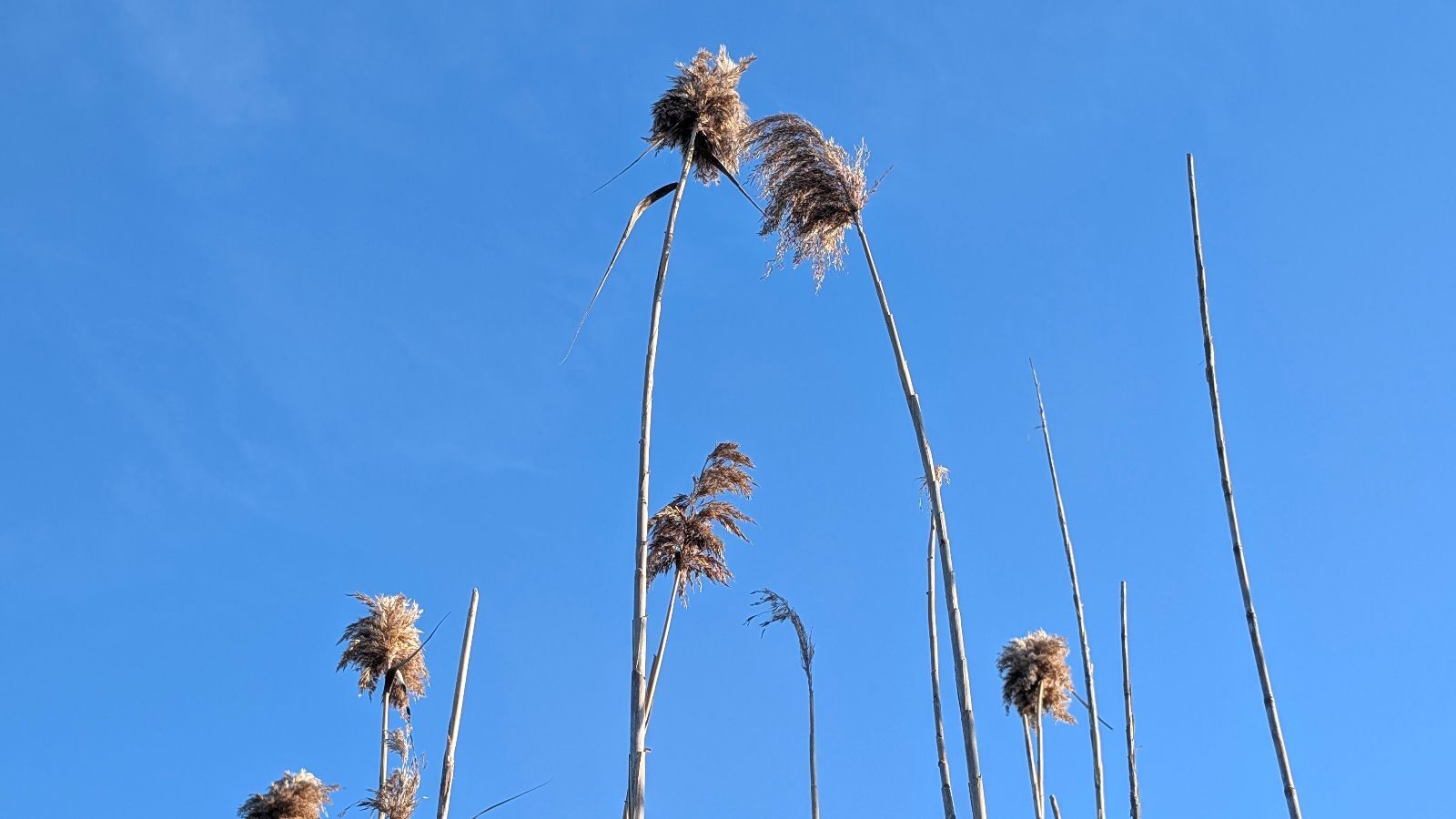 Terreno de 15.250 m2 en Muro con vistas a la Tramuntana