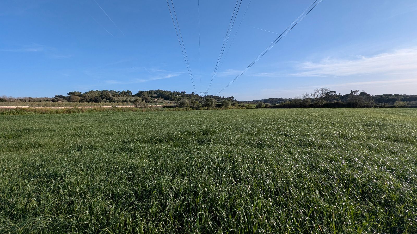 Terreno de 15.250 m2 en Muro con vistas a la Tramuntana