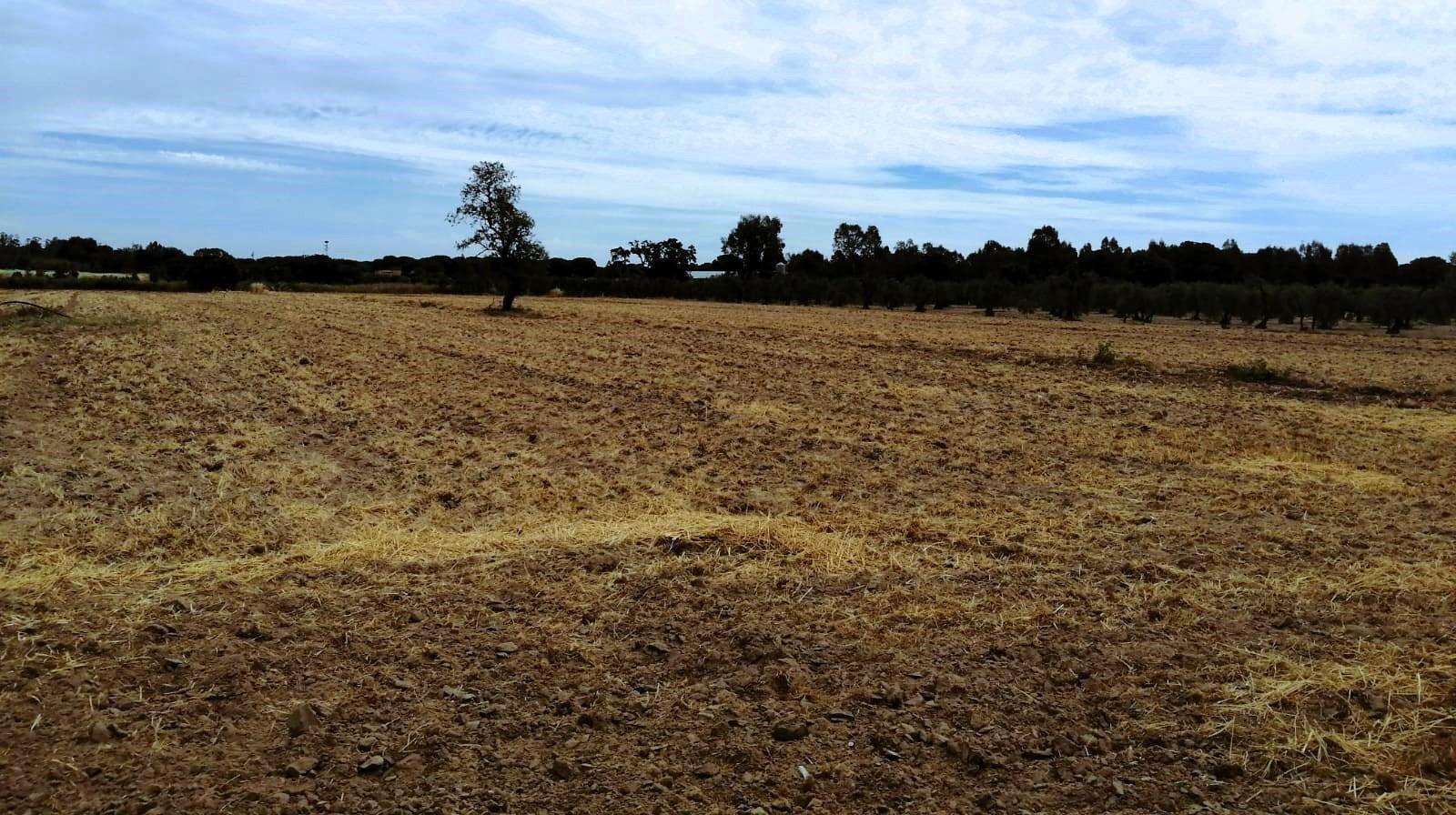 SE VENDE FINCA AGRÍCOLA DE TIERRA CALMA VILLAMANRIQUE. 6 HAS. REGADÍO (POSIB. ALQ. OPCIÓN A COMPRA)