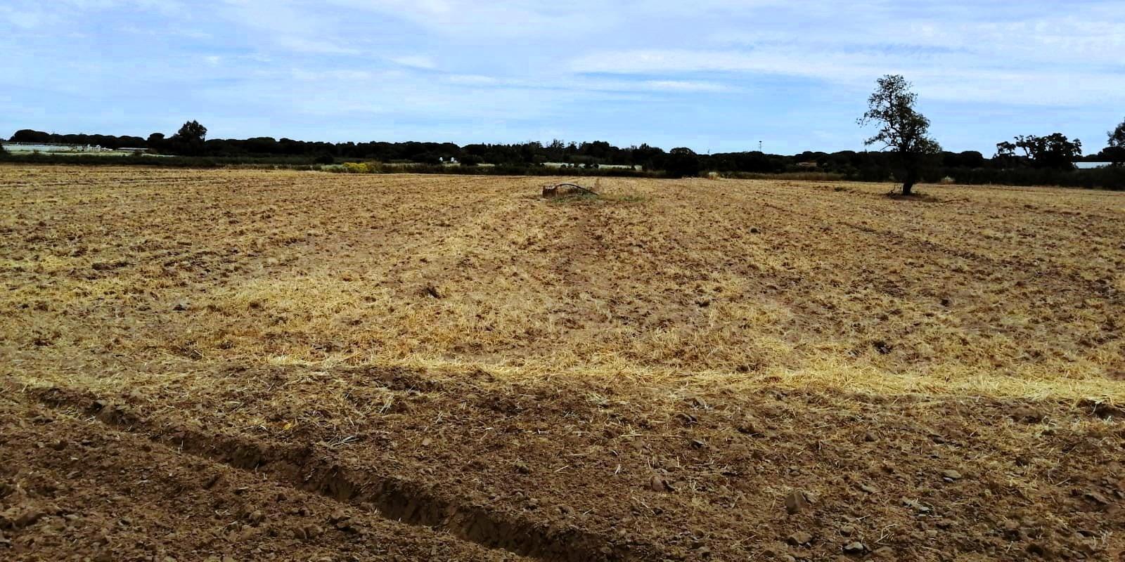 SE VENDE FINCA AGRÍCOLA DE TIERRA CALMA VILLAMANRIQUE. 6 HAS. REGADÍO (POSIB. ALQ. OPCIÓN A COMPRA)