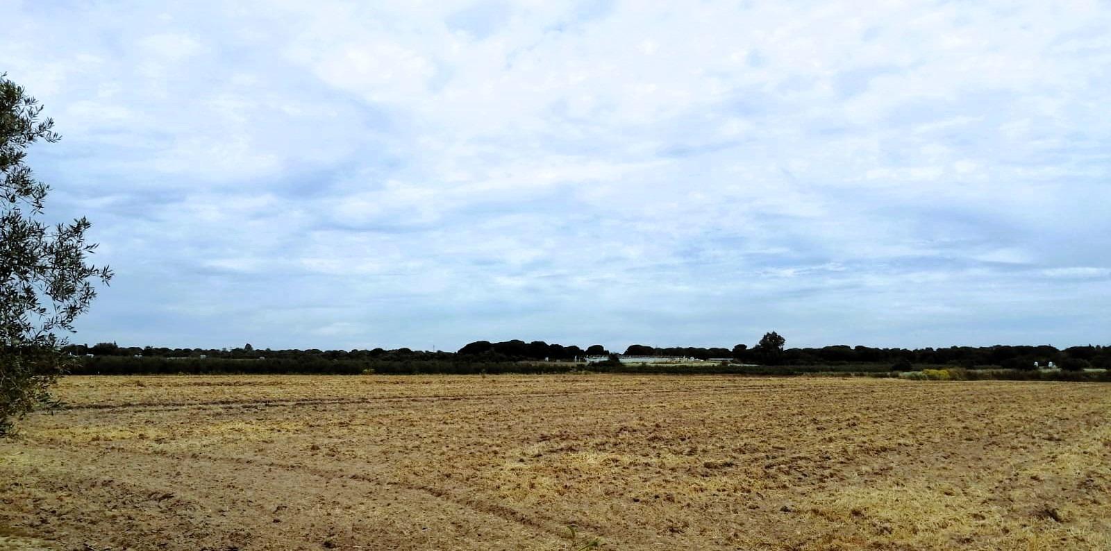 SE VENDE FINCA AGRÍCOLA DE TIERRA CALMA VILLAMANRIQUE. 6 HAS. REGADÍO (POSIB. ALQ. OPCIÓN A COMPRA)