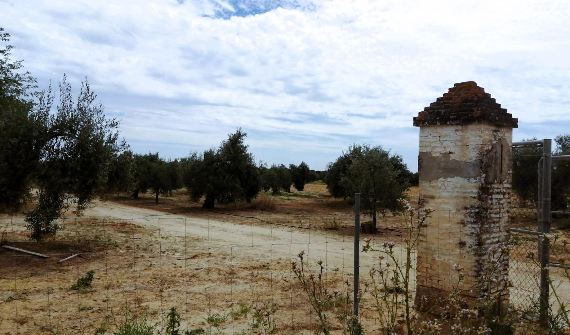 SE VENDE FINCA AGRÍCOLA DE TIERRA CALMA VILLAMANRIQUE. 6 HAS. REGADÍO (POSIB. ALQ. OPCIÓN A COMPRA)