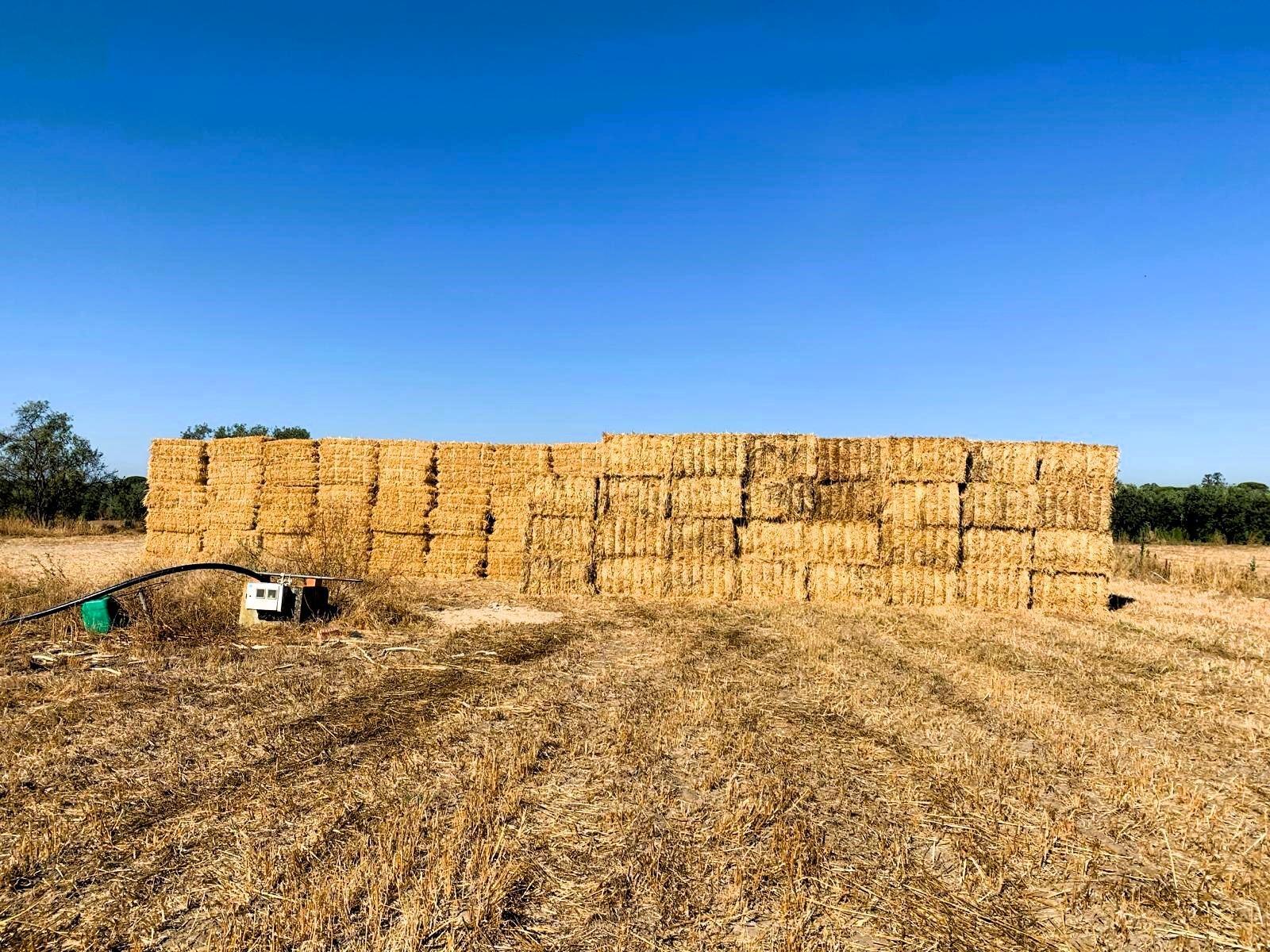 SE VENDE FINCA AGRÍCOLA DE TIERRA CALMA VILLAMANRIQUE. 6 HAS. REGADÍO (POSIB. ALQ. OPCIÓN A COMPRA)