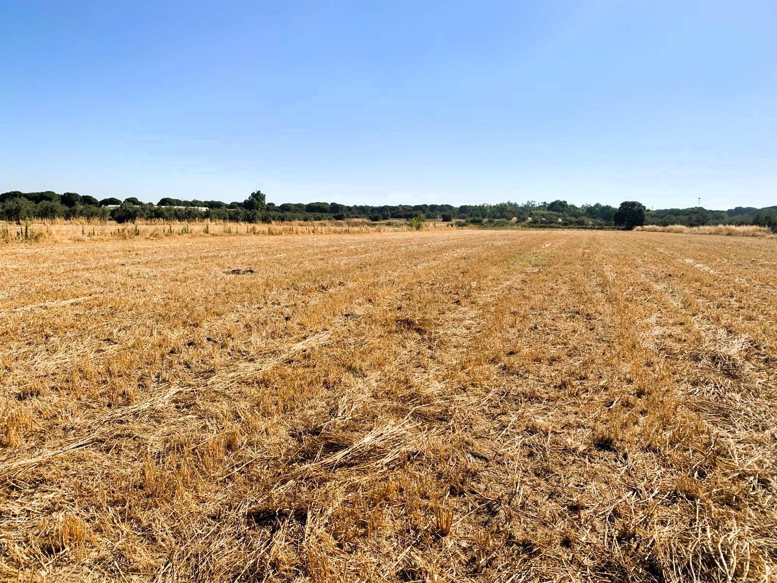 SE VENDE FINCA AGRÍCOLA DE TIERRA CALMA VILLAMANRIQUE. 6 HAS. REGADÍO (POSIB. ALQ. OPCIÓN A COMPRA)