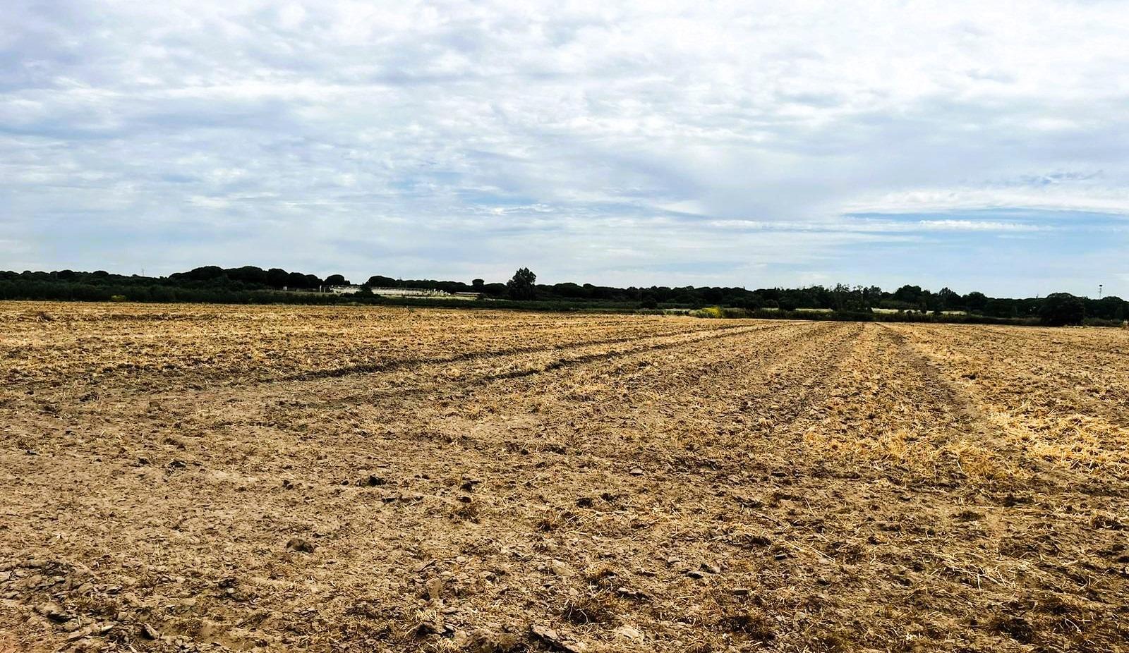 SE VENDE FINCA AGRÍCOLA DE TIERRA CALMA VILLAMANRIQUE. 6 HAS. REGADÍO (POSIB. ALQ. OPCIÓN A COMPRA)