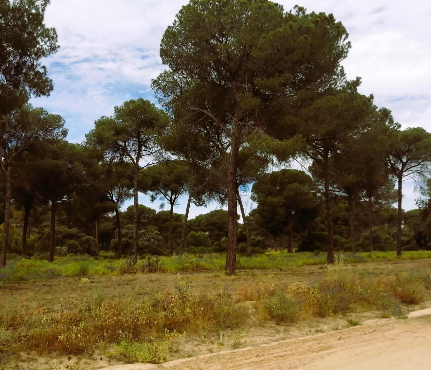 SE VENDE FINCA AGRÍCOLA DE TIERRA CALMA VILLAMANRIQUE. 6 HAS. REGADÍO (POSIB. ALQ. OPCIÓN A COMPRA)