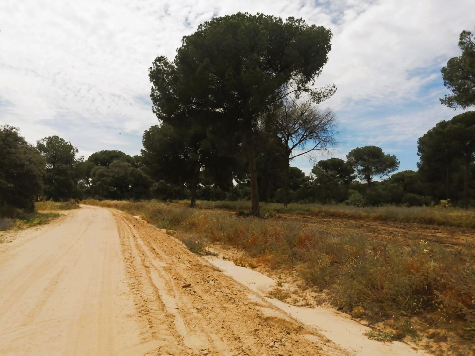 SE VENDE FINCA AGRÍCOLA DE TIERRA CALMA VILLAMANRIQUE. 6 HAS. REGADÍO (POSIB. ALQ. OPCIÓN A COMPRA)