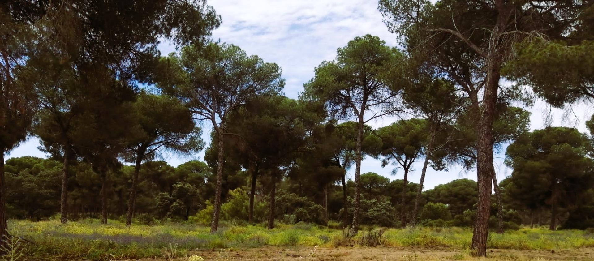 SE VENDE FINCA AGRÍCOLA DE TIERRA CALMA VILLAMANRIQUE. 6 HAS. REGADÍO (POSIB. ALQ. OPCIÓN A COMPRA)