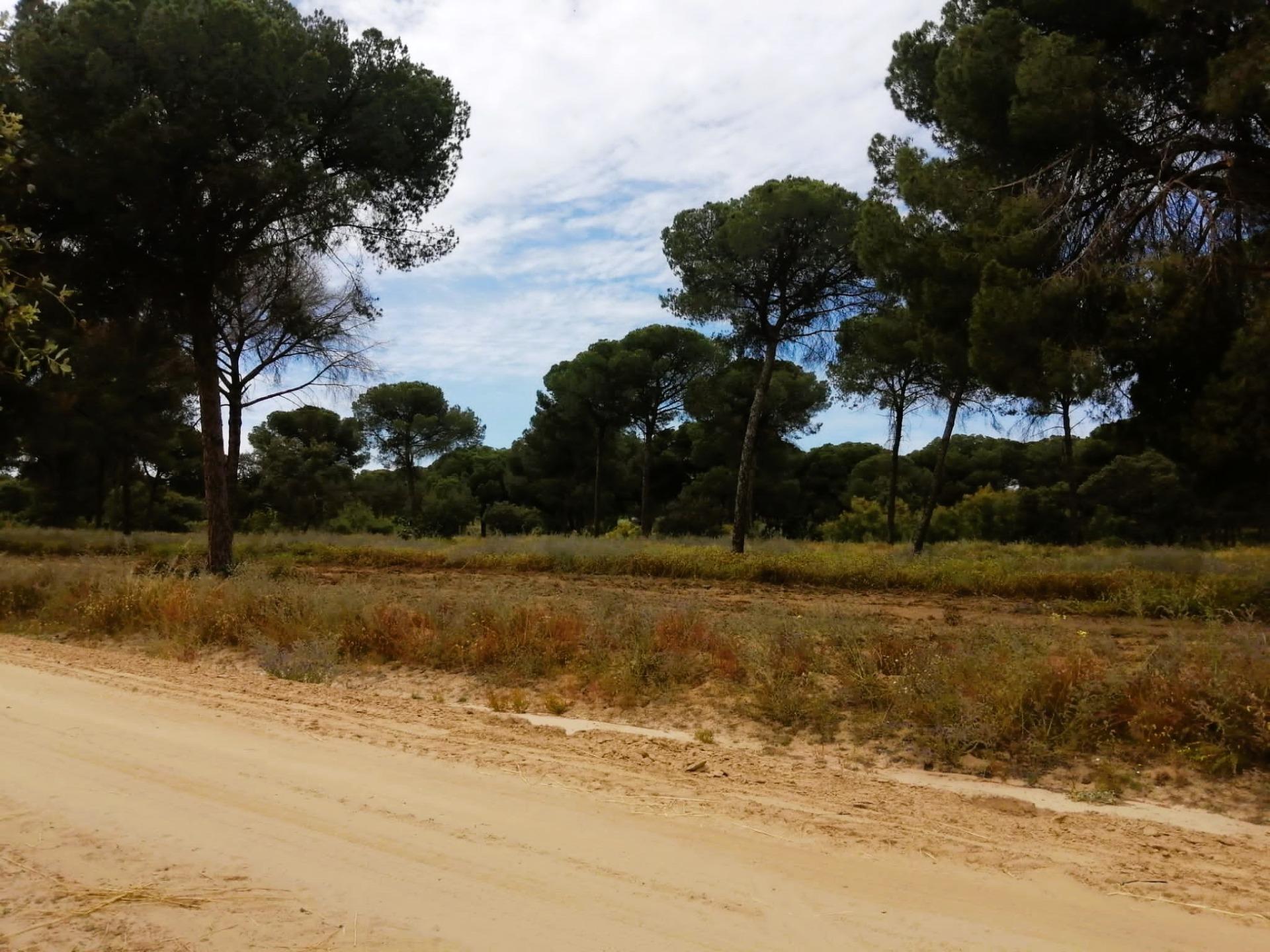 SE VENDE FINCA AGRÍCOLA DE TIERRA CALMA VILLAMANRIQUE. 6 HAS. REGADÍO (POSIB. ALQ. OPCIÓN A COMPRA)